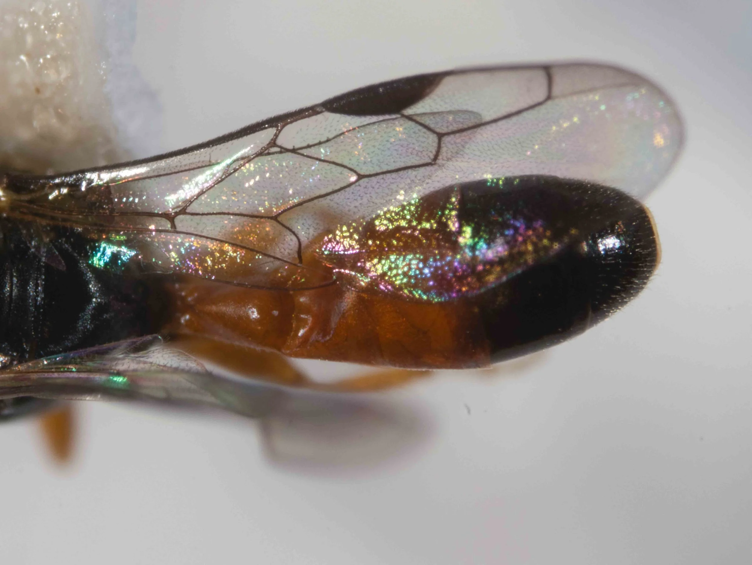  Forewing venation: single submarginal cell; recurrent vein meets submarginal cell near middle 