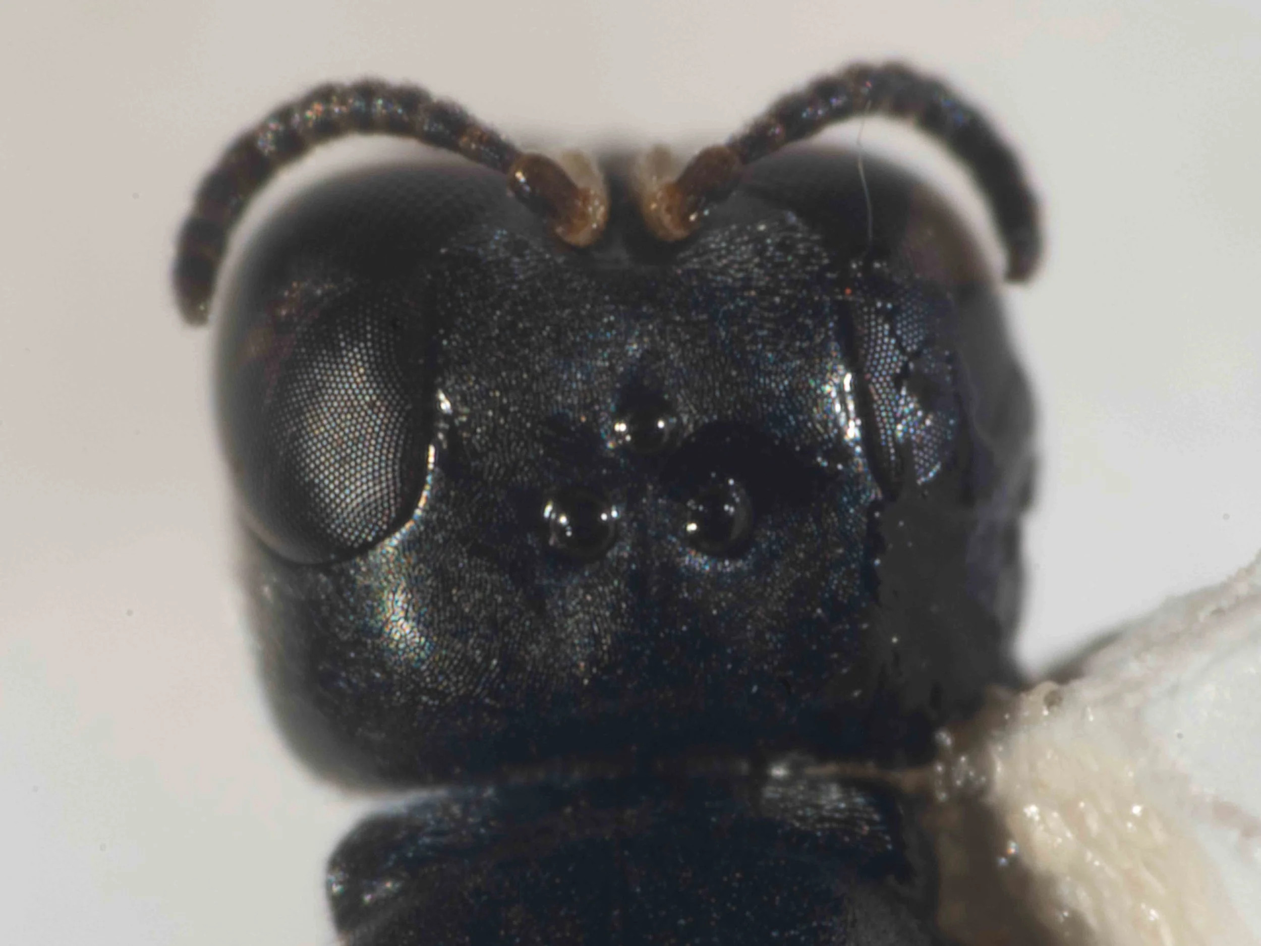  Head shape: quadrate Ocelli arrangement: equilateral triangle   Note large VOL (distance from posterior ocelli to rear of vertex), potentially relevant to species identification.  