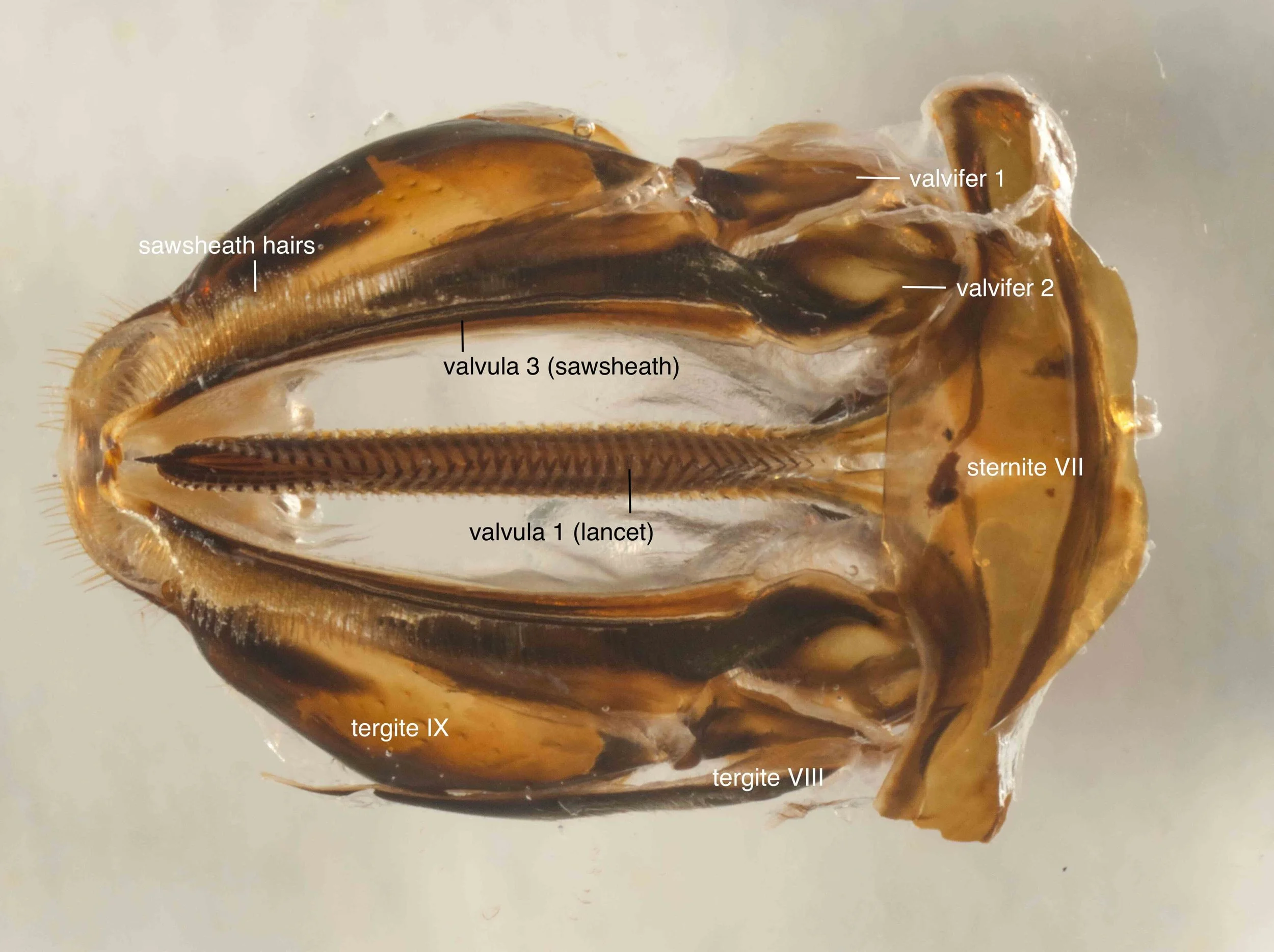  ventral view of genitalia dissected from body, showing valvula 1 (lancet), sawsheath (valvula 3) and parts of the cuticle (valvifer 1 &amp; 2) to which muscles which move the saw attach 