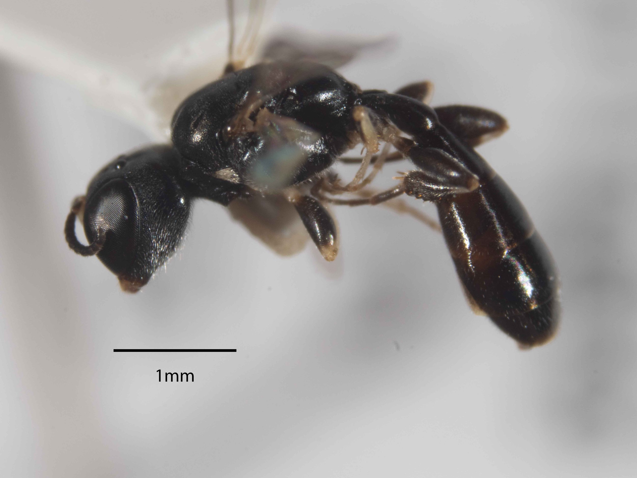  Size ~ 5mm Gaster: pedunculate; clavate (widest at T4) 