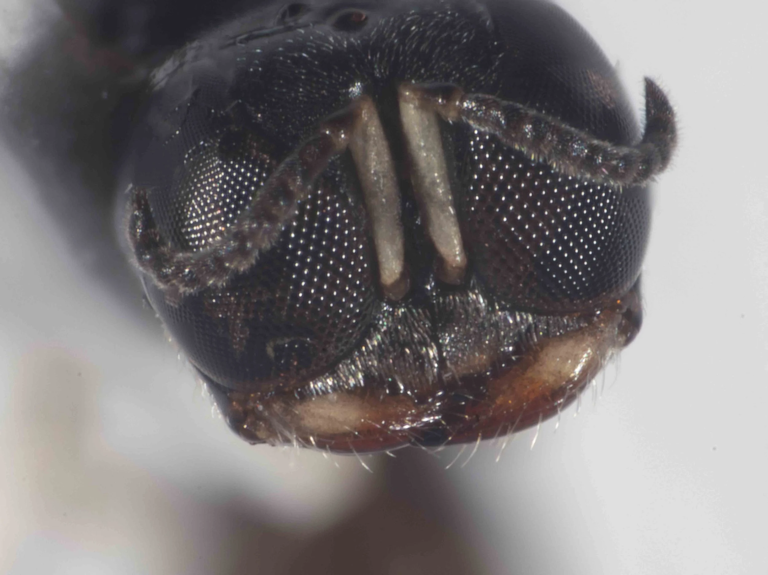   Note clypeus shape … potentially helpful for species identification  