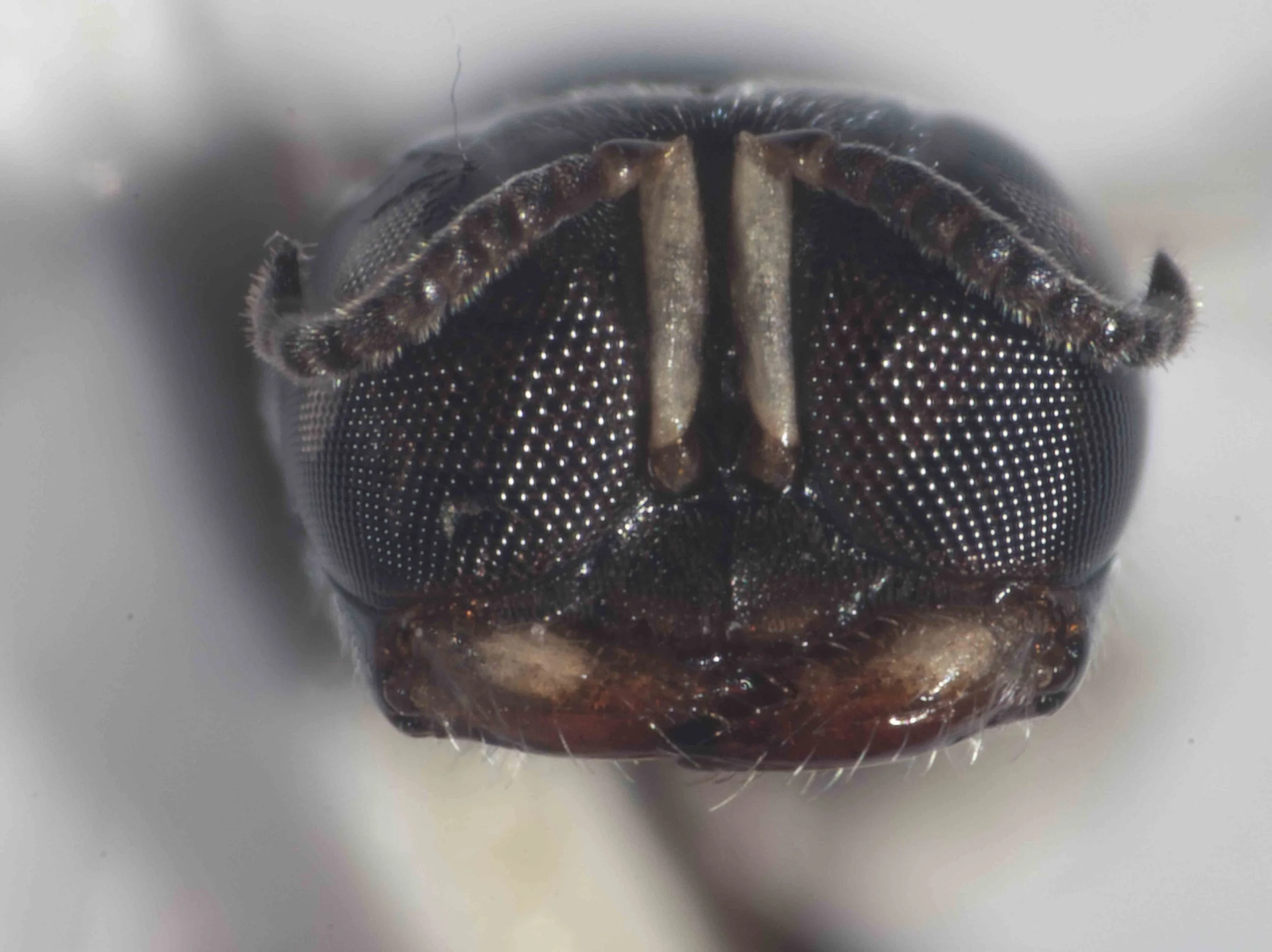   Note mandible shape … potentially useful in species identification  