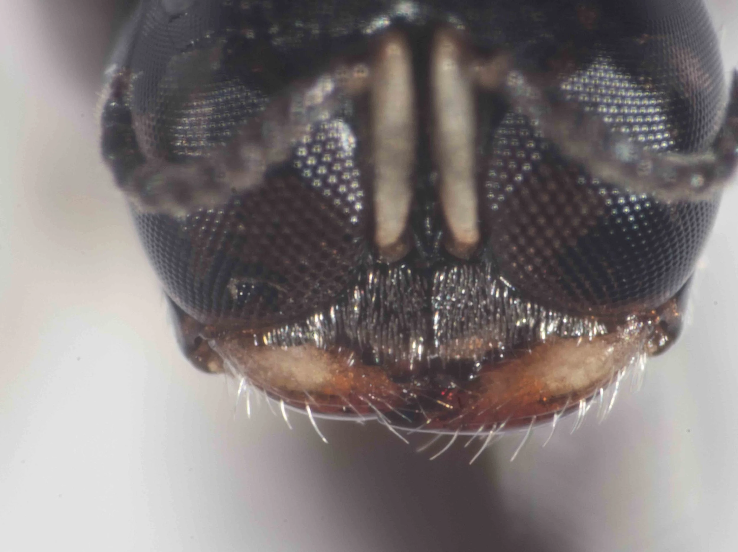   Note clypeus shape and mandible width shape plus colour … potentially useful in species identification  