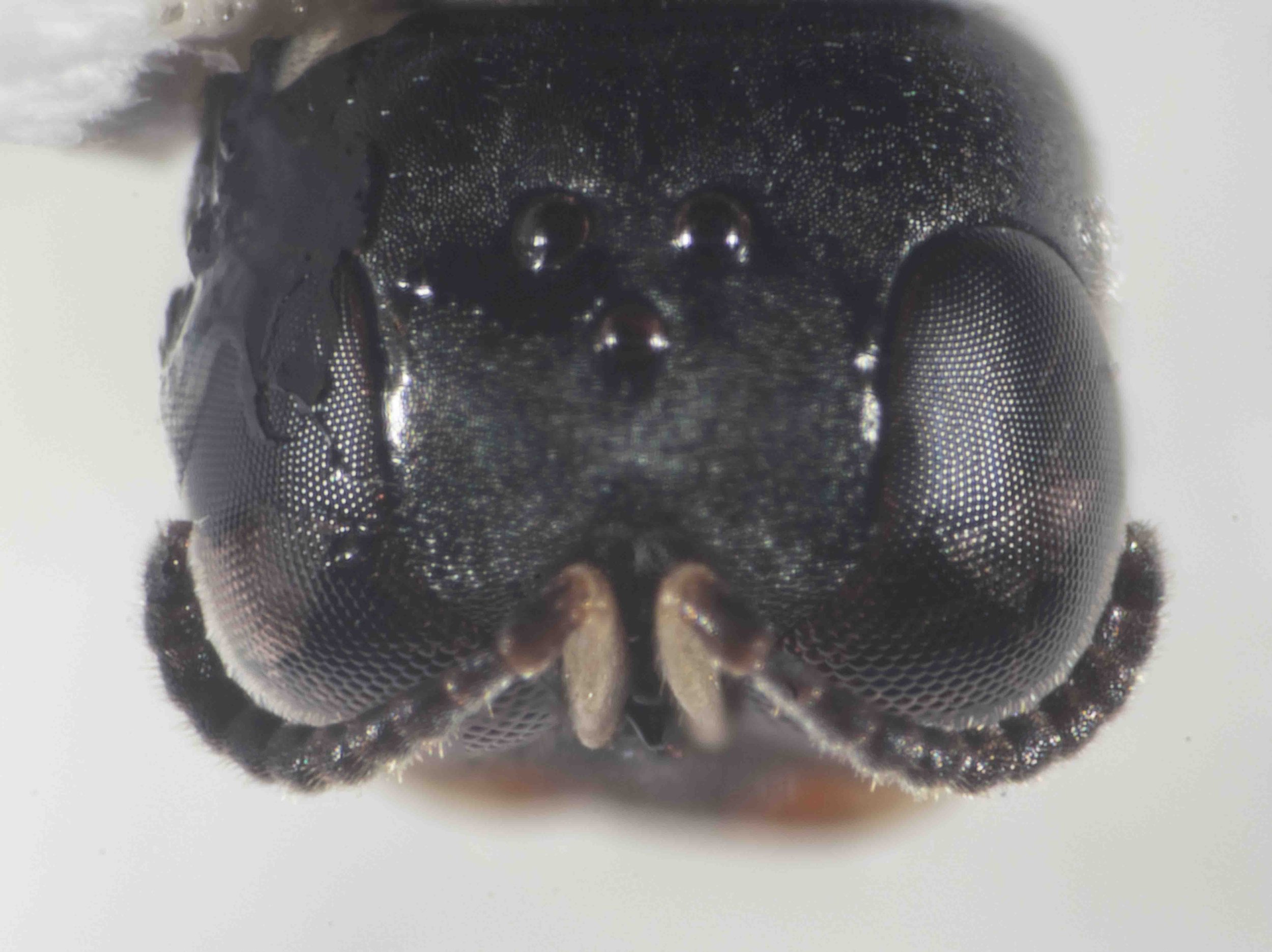  Orbital fovea: small, indistinct Scapal basin: without dorsal carina Female: 10 flagellar segments 