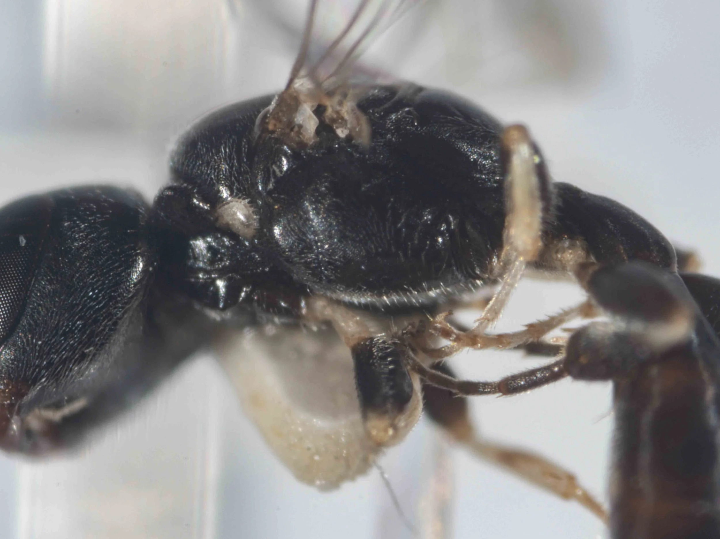  Scutum higher than pronotal collar, rounded anteriorly 