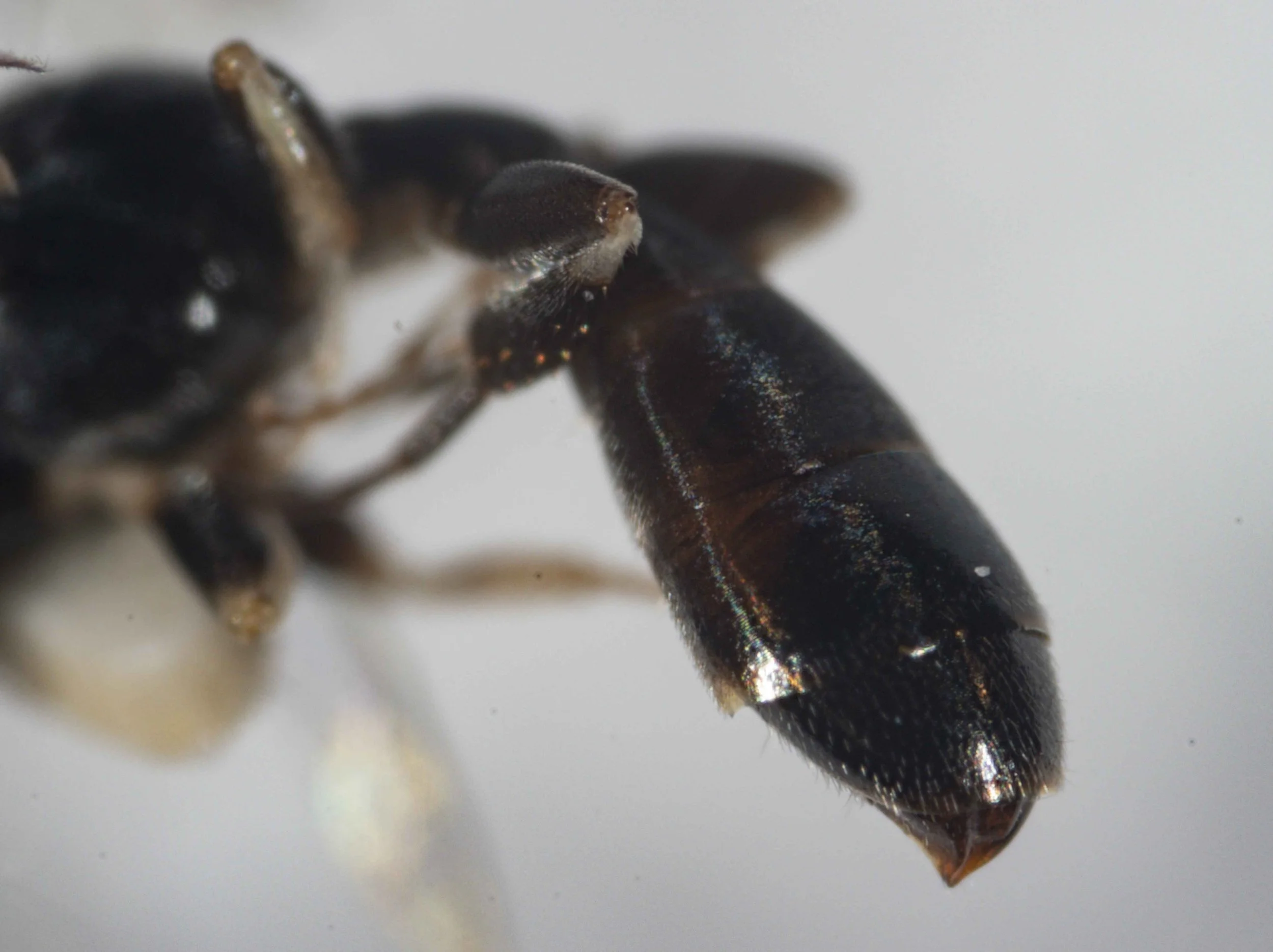  Gaster: clavate (widest at T4) 