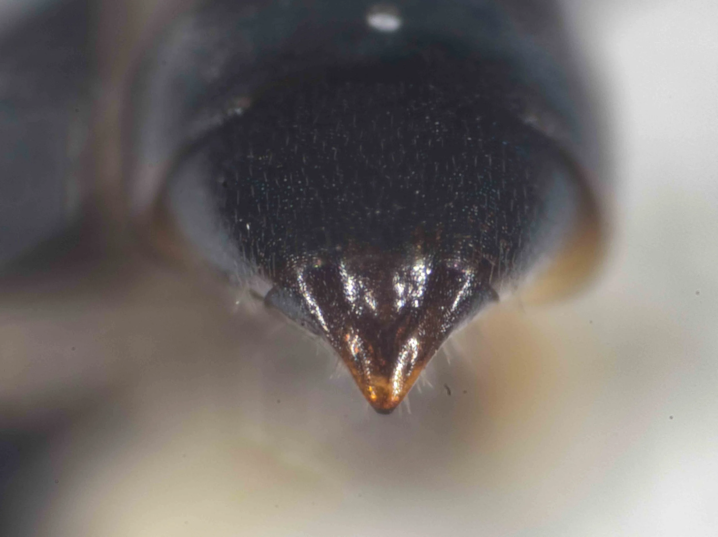  Pygidial plate: impunctate  