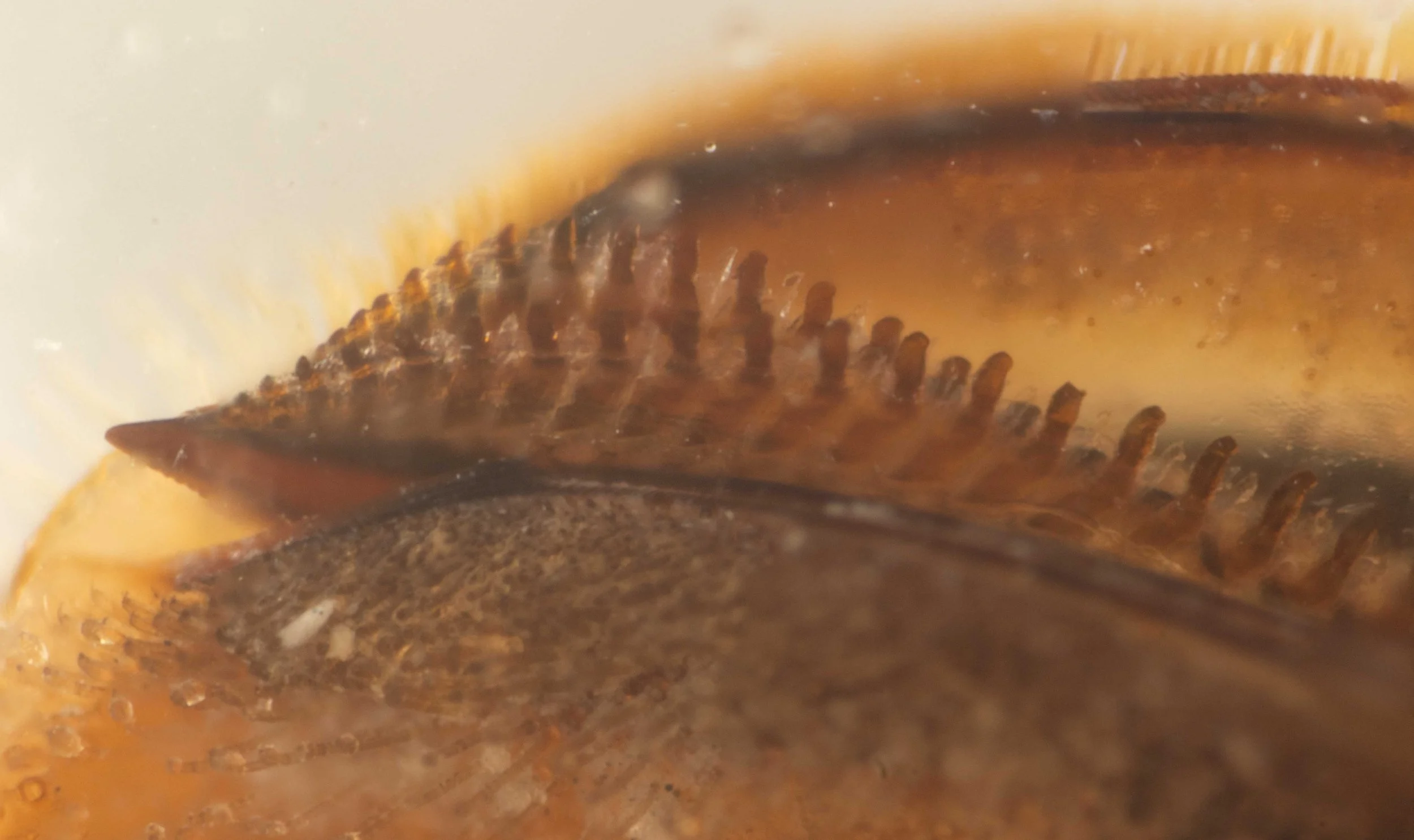  detailed view of tip of saw, showing shape of teeth on lancet - compare to photo from Morice (1919) 