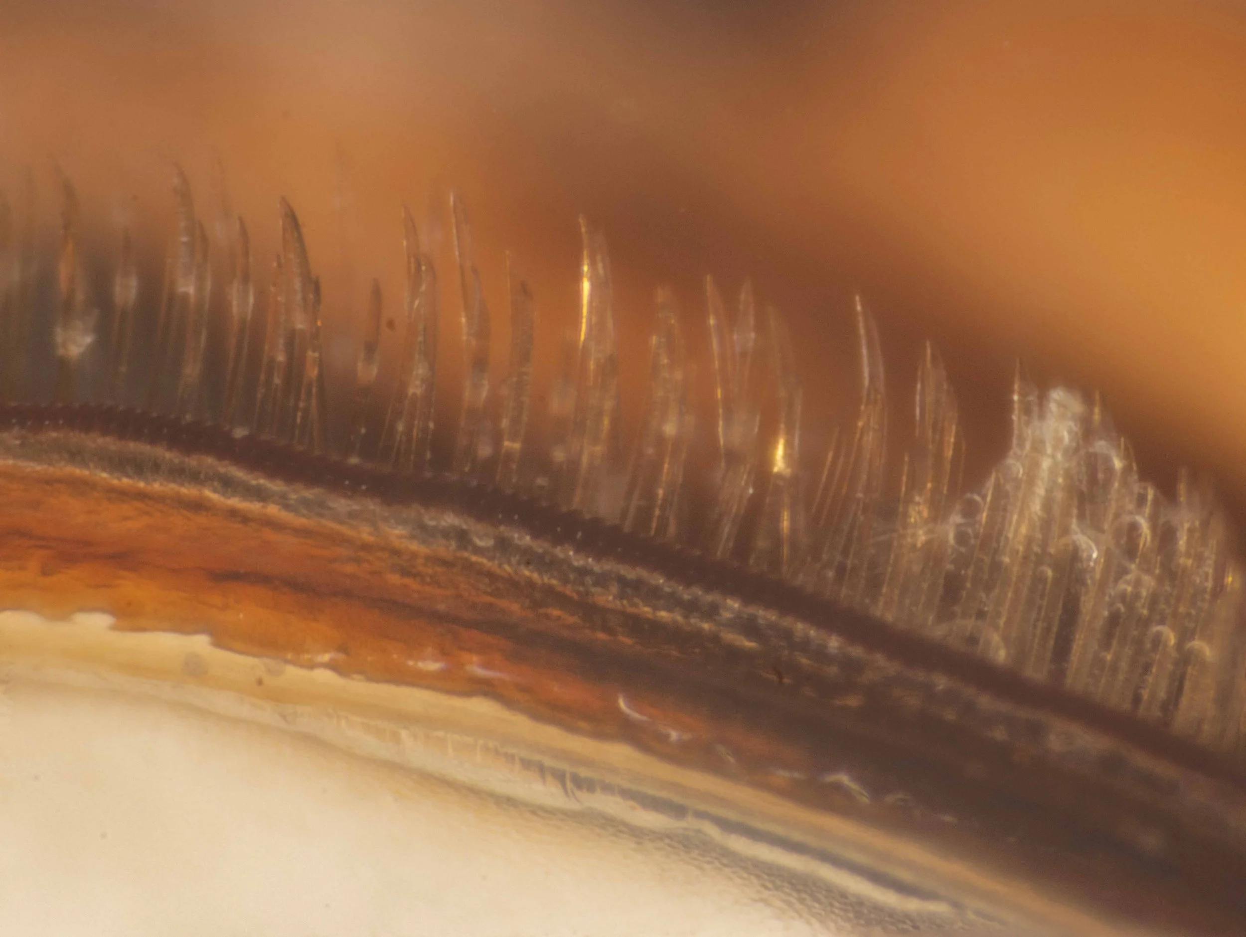  detailed view of edge of sawsheath, showing corrugations of the sawbench and morphology of the sawsheath hairs (bristles) 