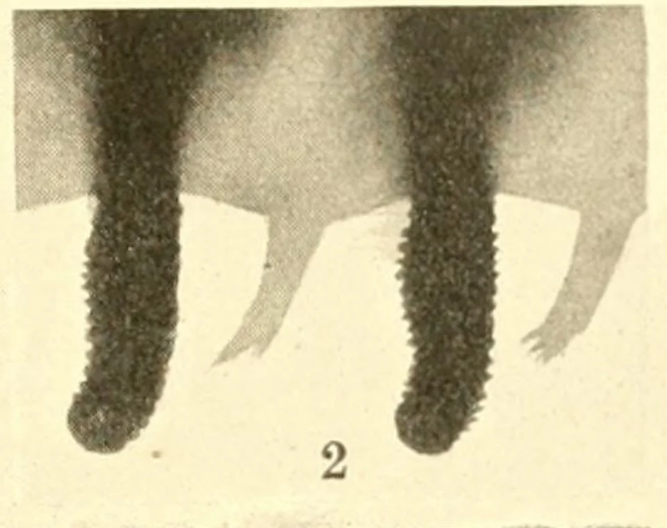  teeth of  Perga affinis  lancet - Morice (1919) Pl. 14, Fig. 2 