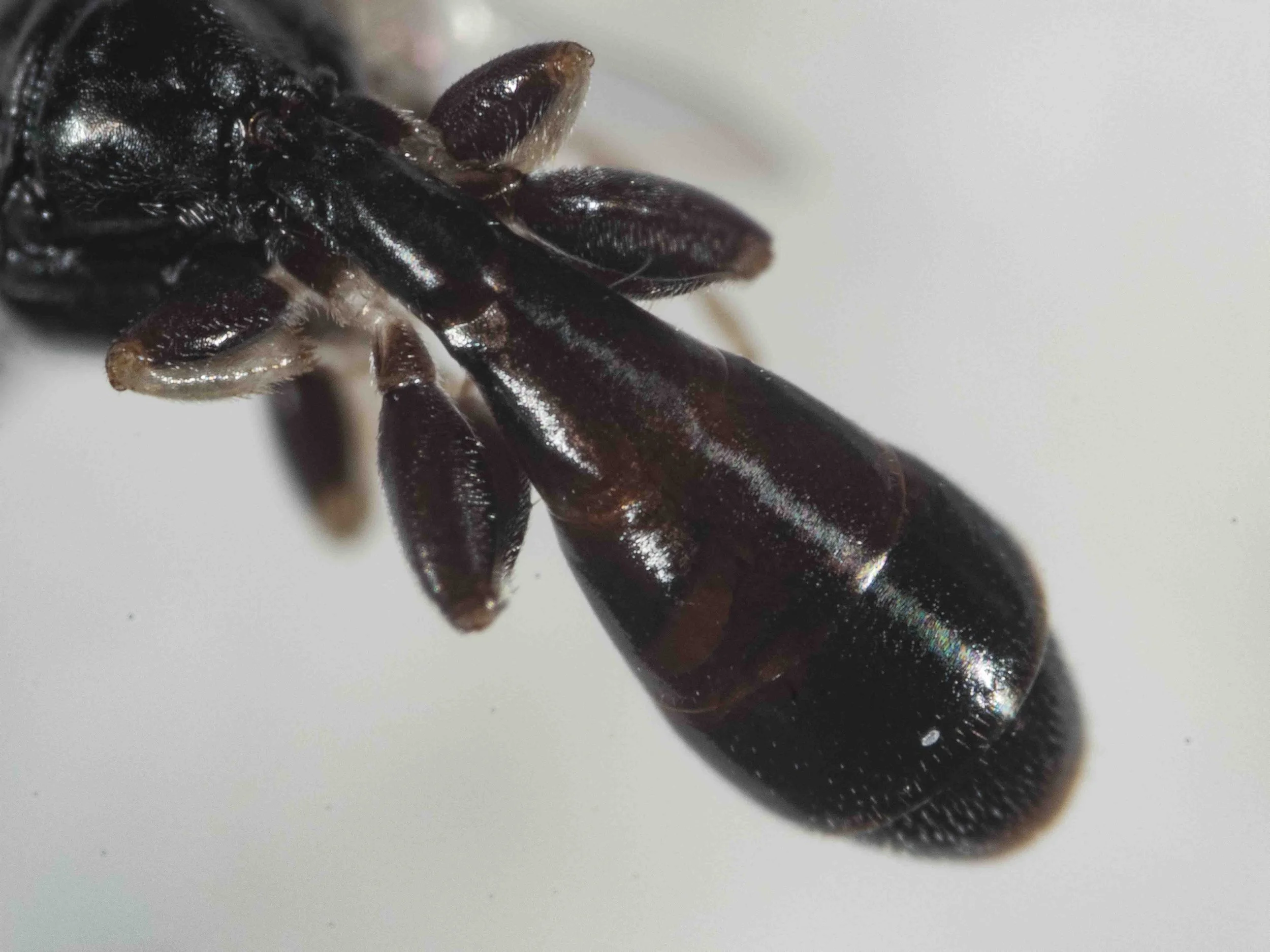  Gaster: pedunculate; clavate (widest at T4) 