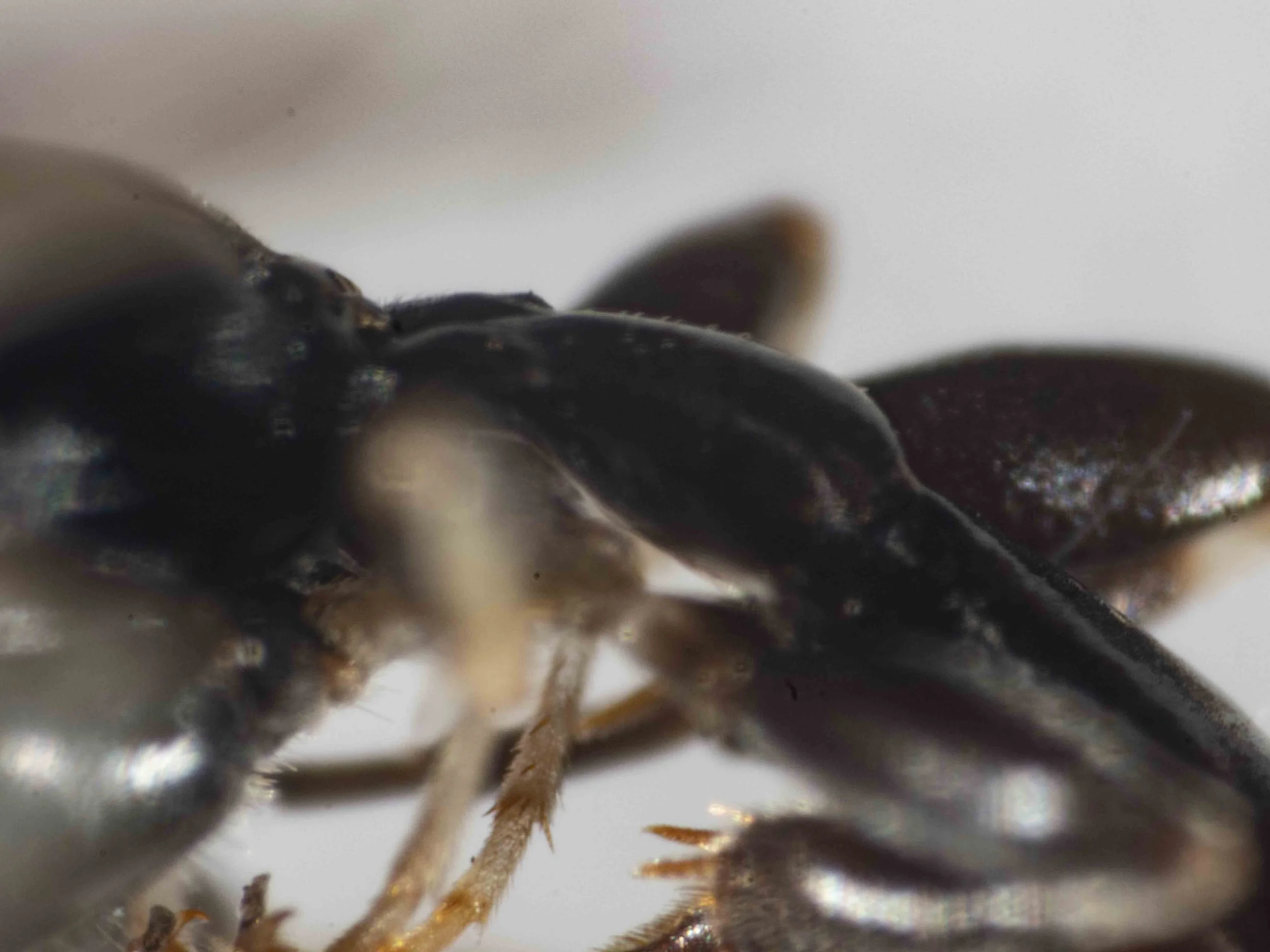  First gastral segment: pedunculate; weakly nodose when viewed laterally 