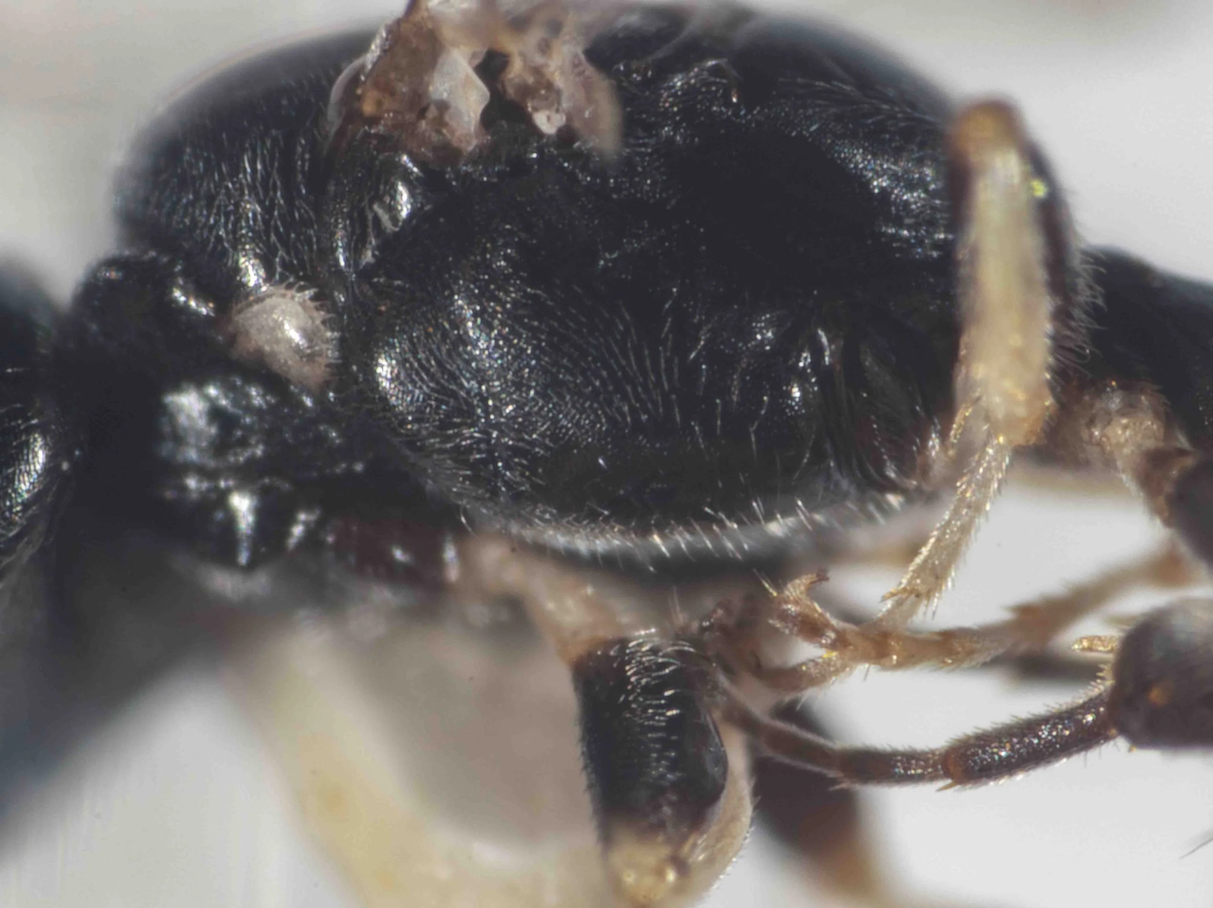  Prepectus: area rounded; epicnemial carina entirely absent Verticaulus: absent   