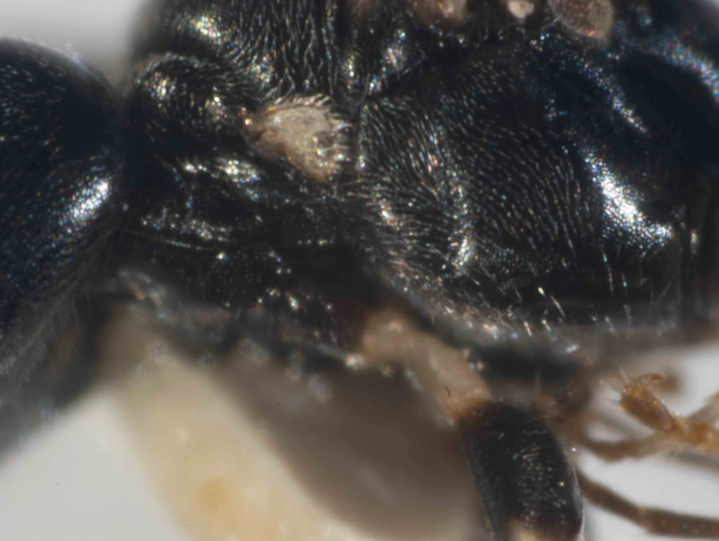  Prepectus: area rounded; epicnemial carina entirely absent 