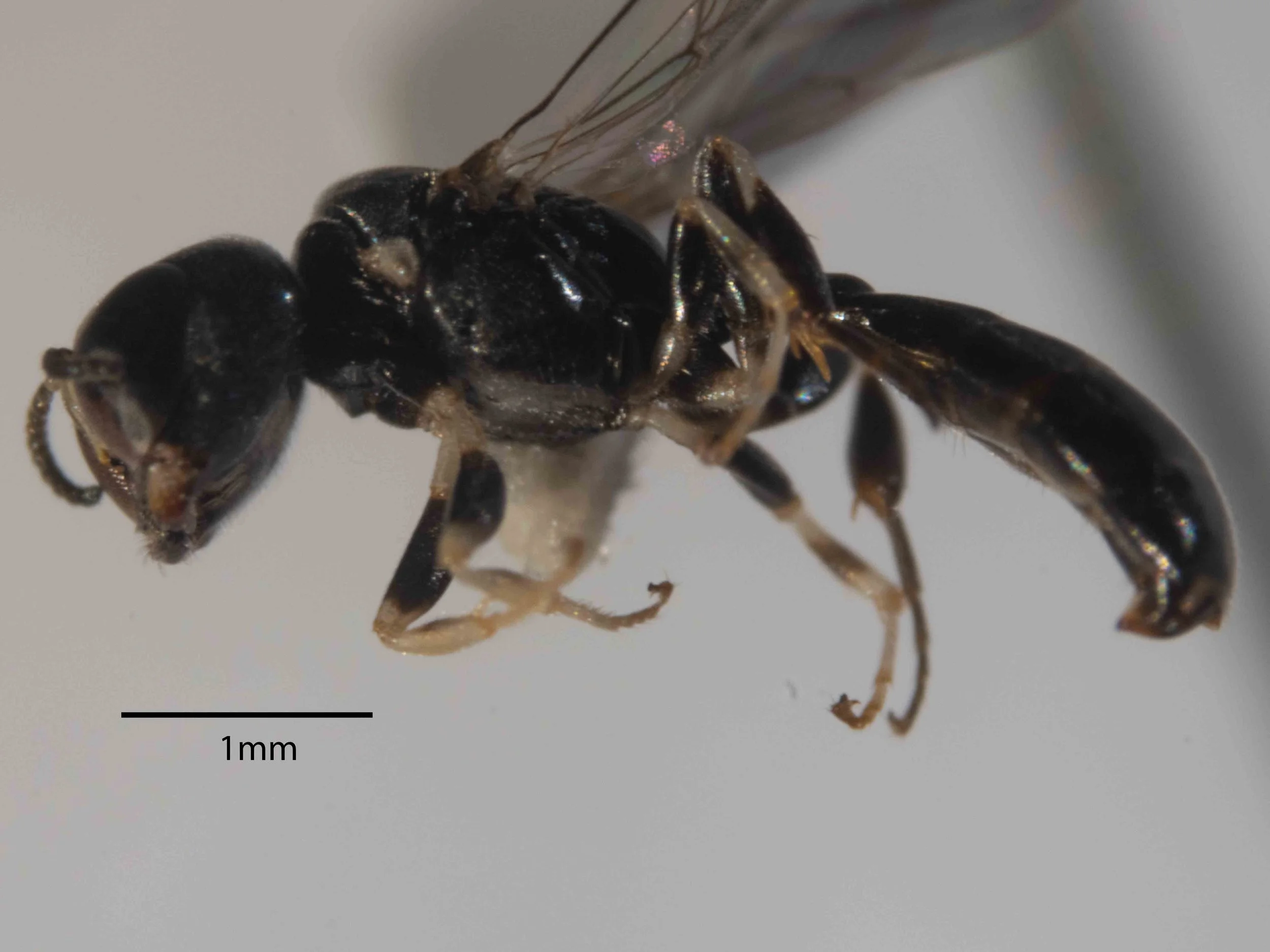  Size ~5mm (perhaps slightly larger) Gaster: pedunculate; clavate (widest at T4) 