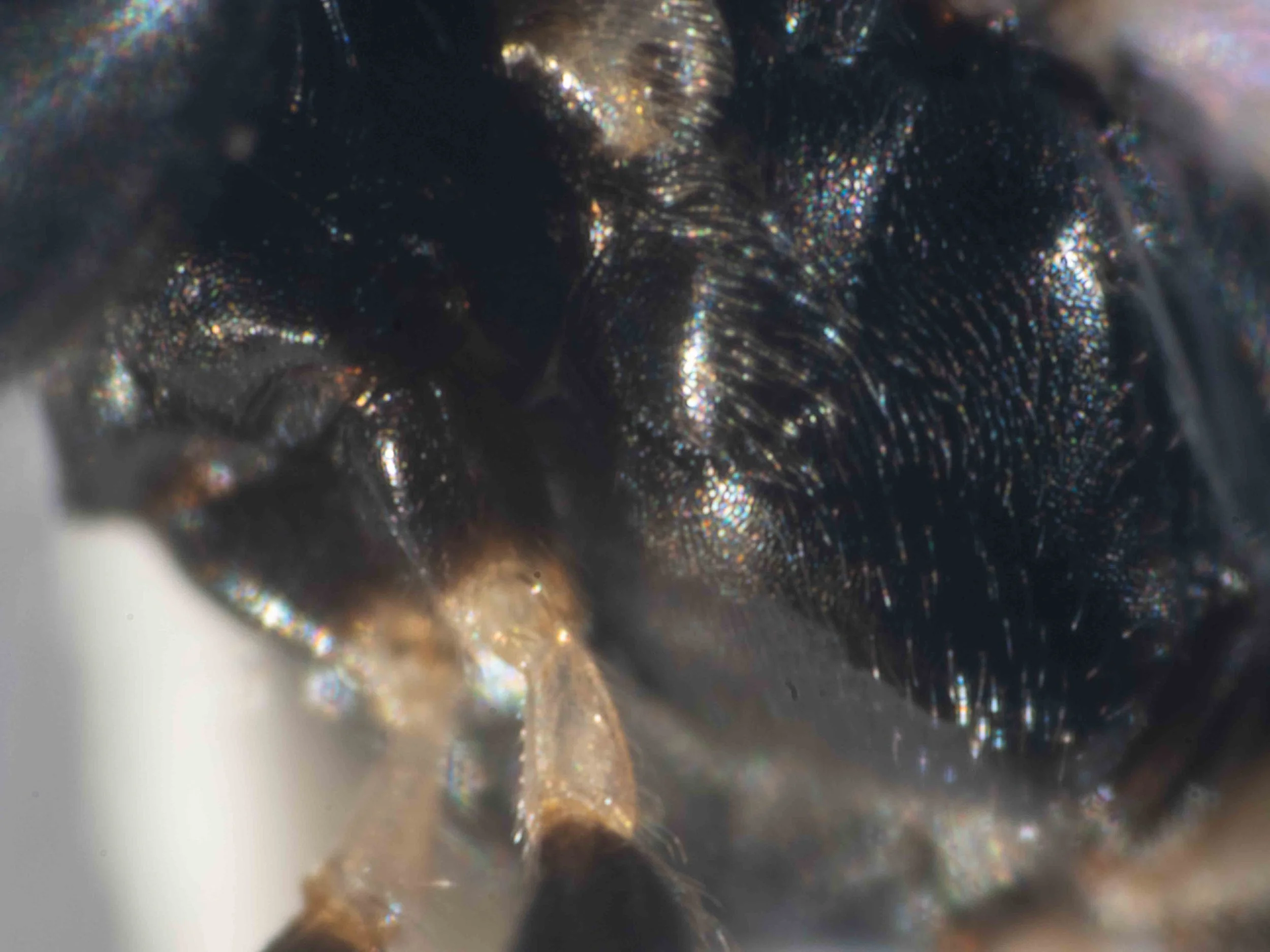  Prepectus: area rounded; epicnemial carina entirely absent 