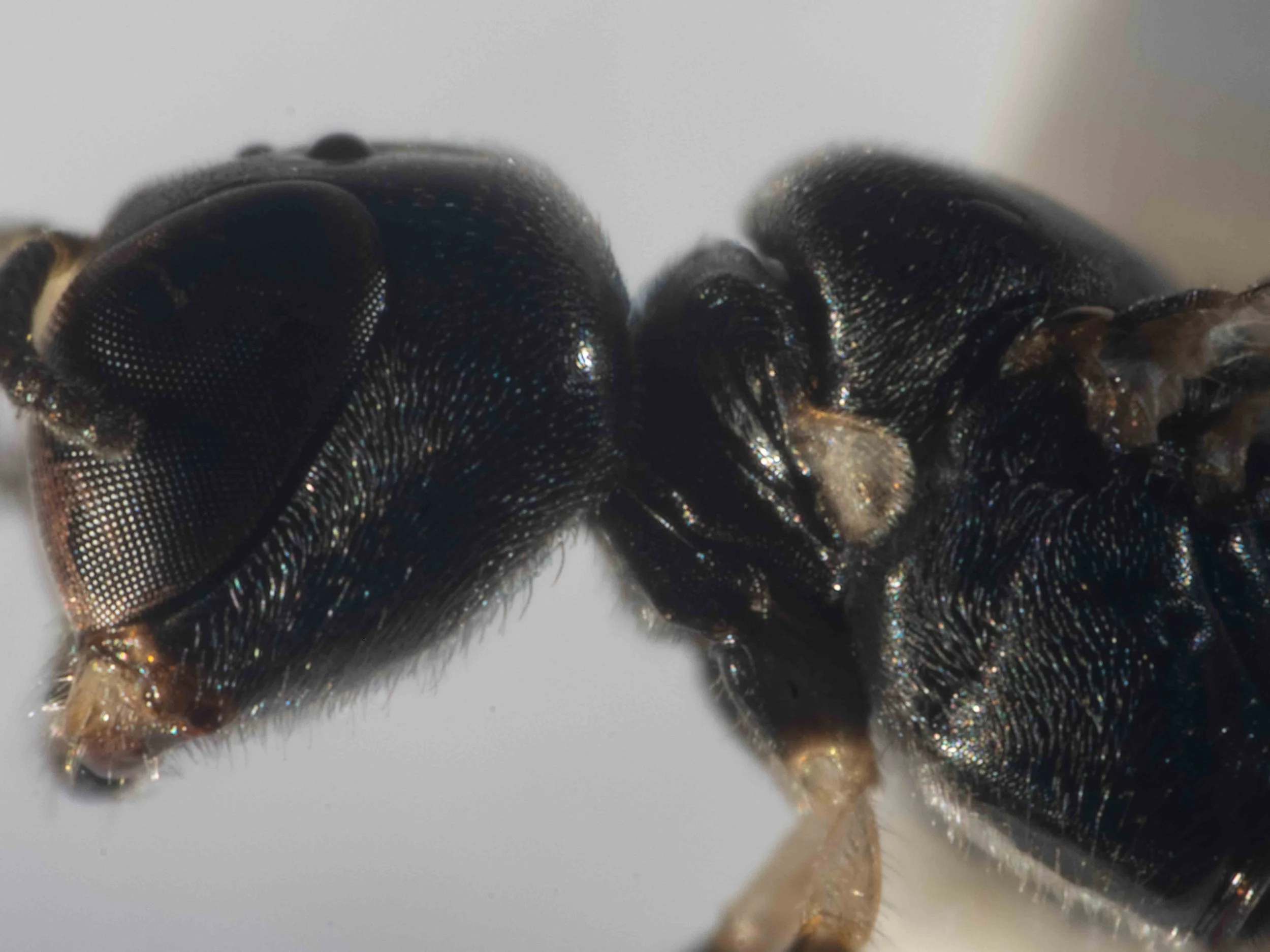  Scutum higher than pronotal collar, rounded anteriorly 