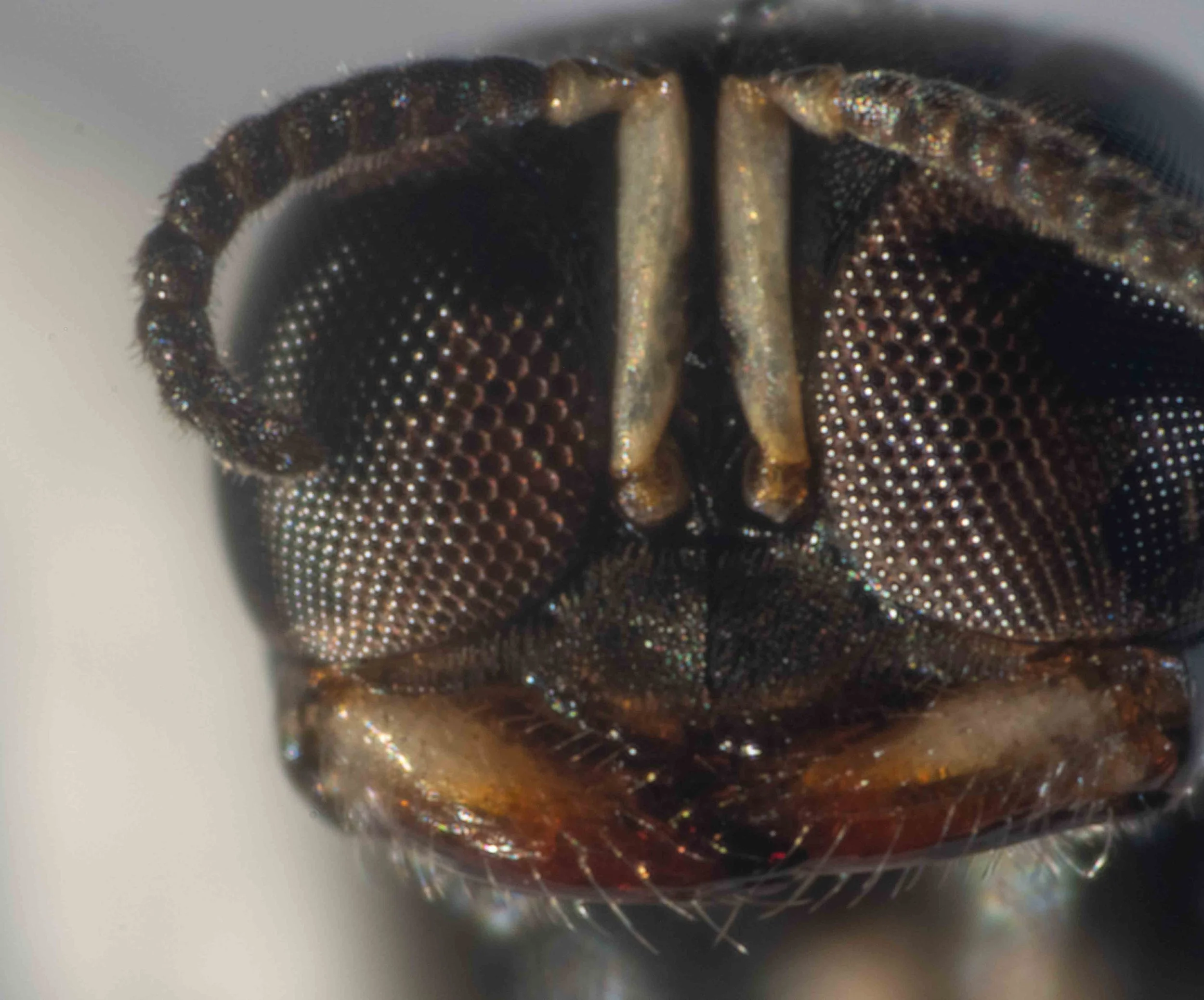   Note clypeus shape … potentially helpful for species identification  