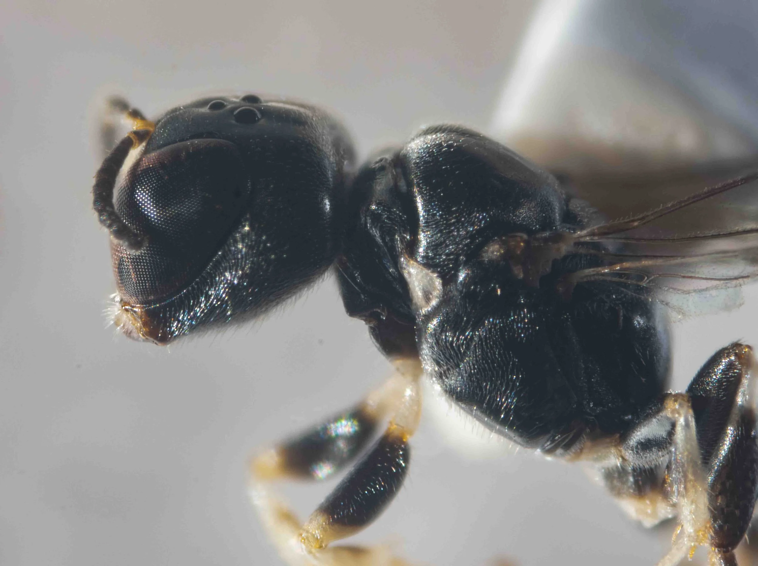  Prepectus: area rounded; epicnemial carina entirely absent Verticaulus: absent 