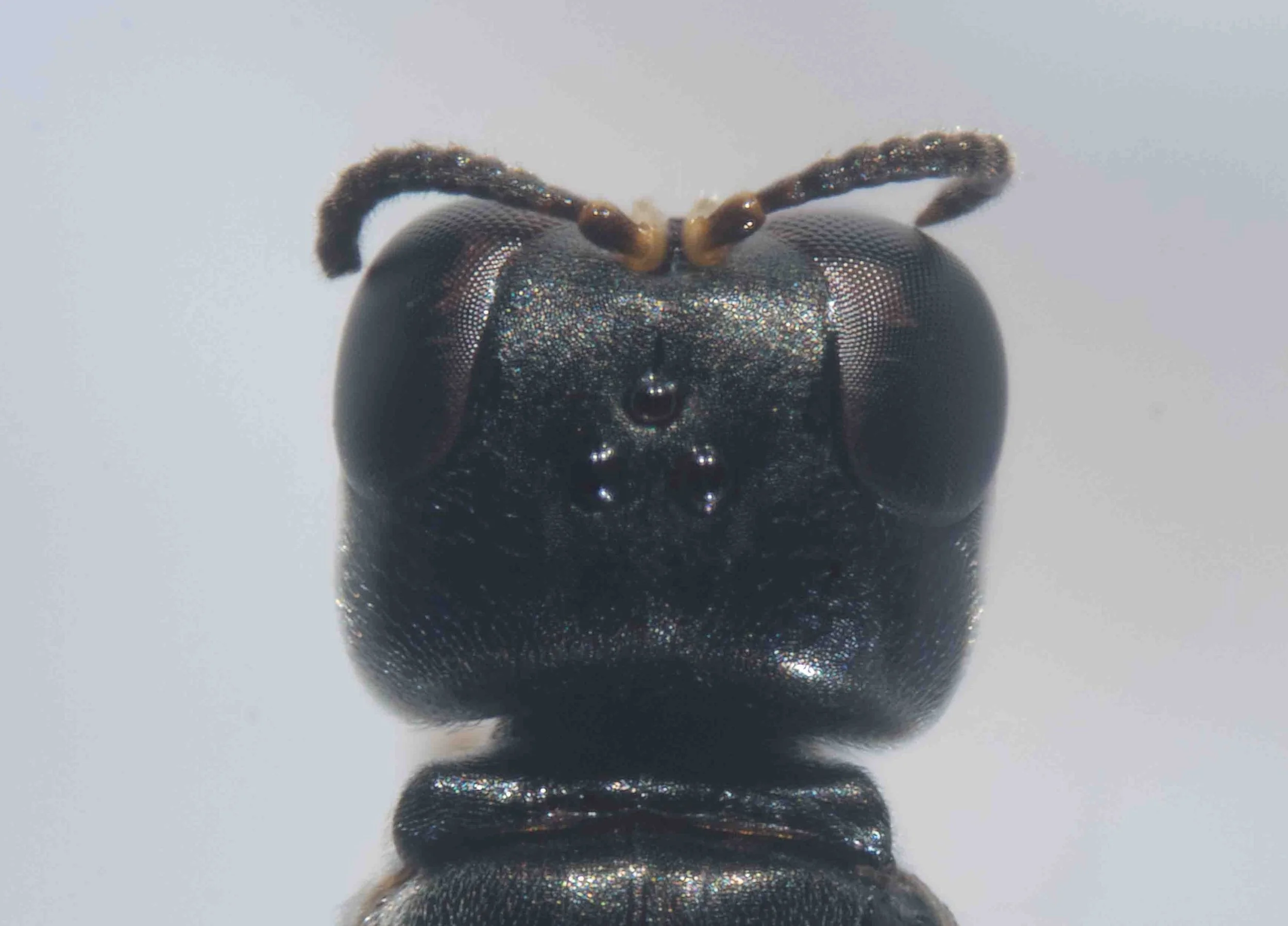  Head shape: quadrate Ocelli arrangement: equilateral triangle   Note large VOL (distance from posterior ocelli to rear of vertex), potentially relevant to species identification.  