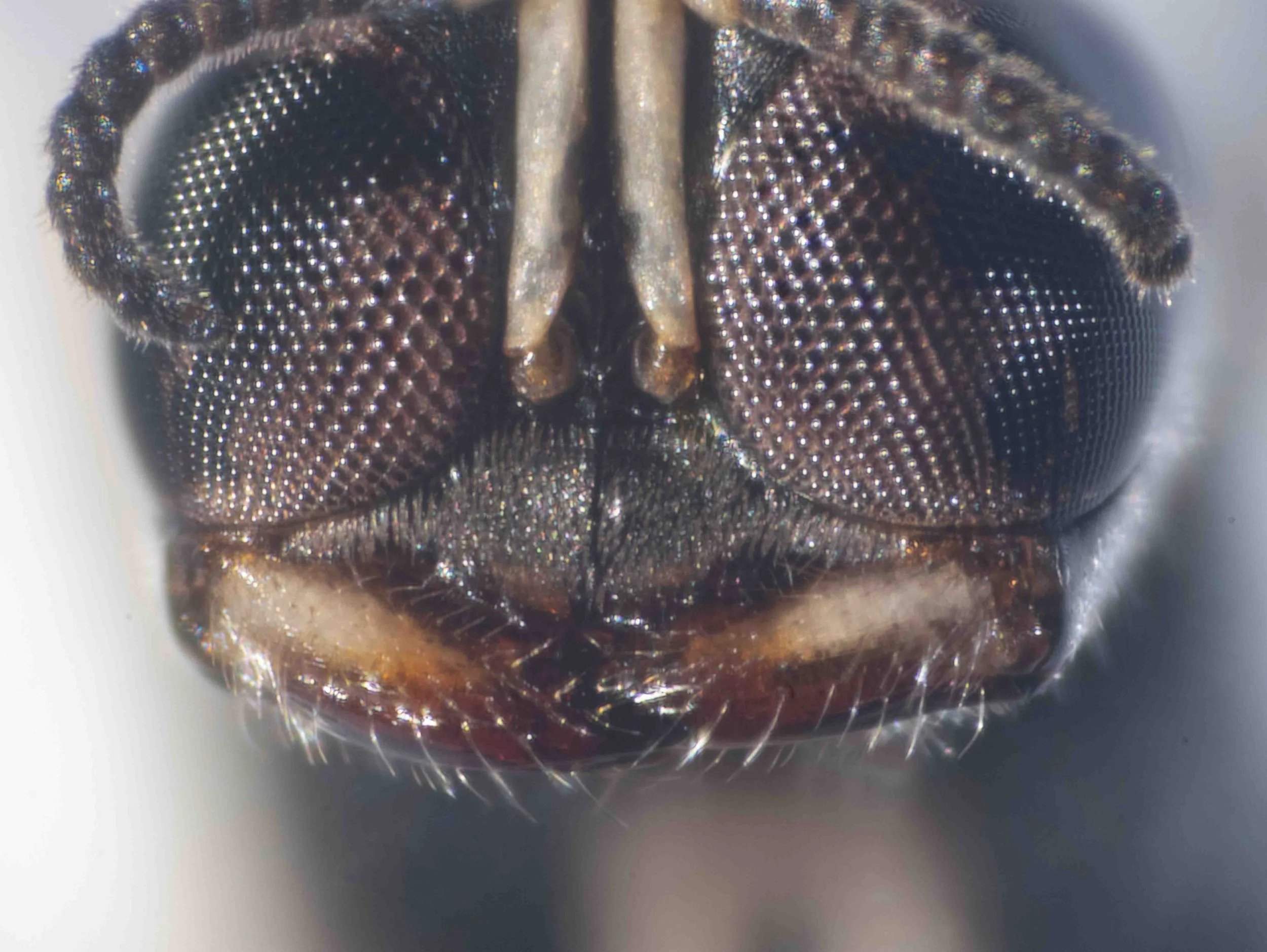  Note clypeus &amp; mandible shape … potentially useful in species identification  
