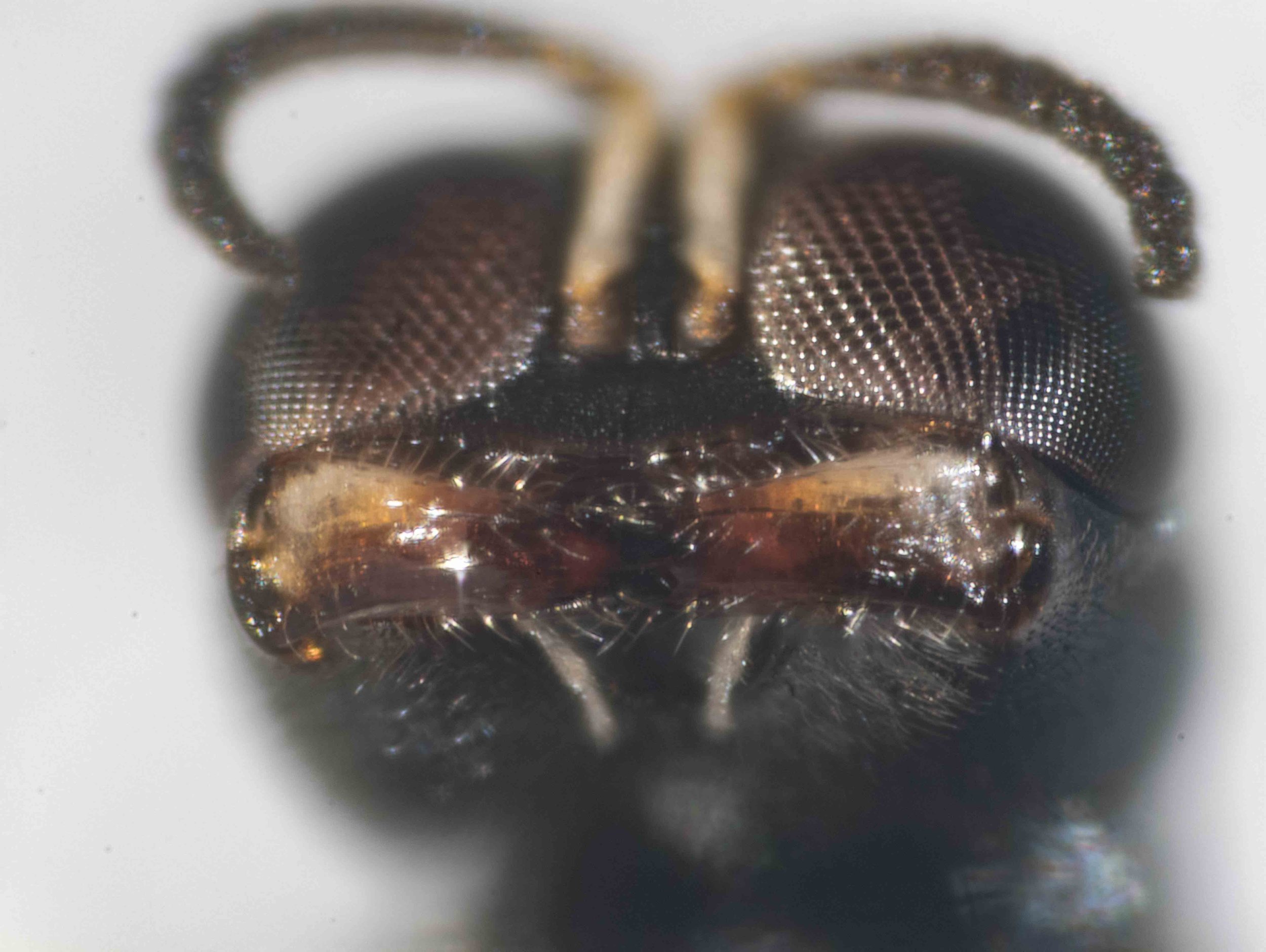   Note mandible shape … potentially useful in species identification  