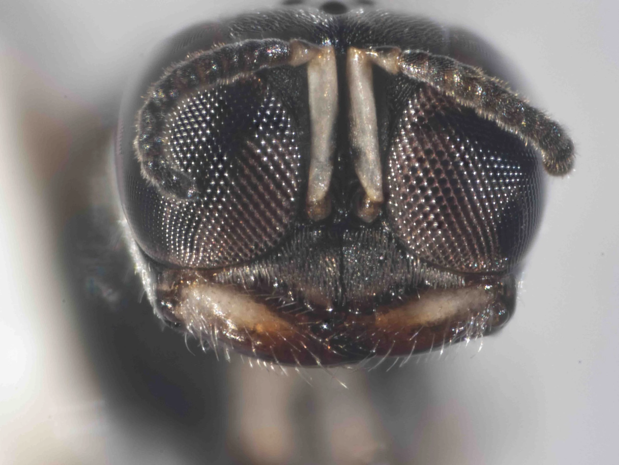   Note clypeus &amp; mandible shape … potentially useful in species identification  