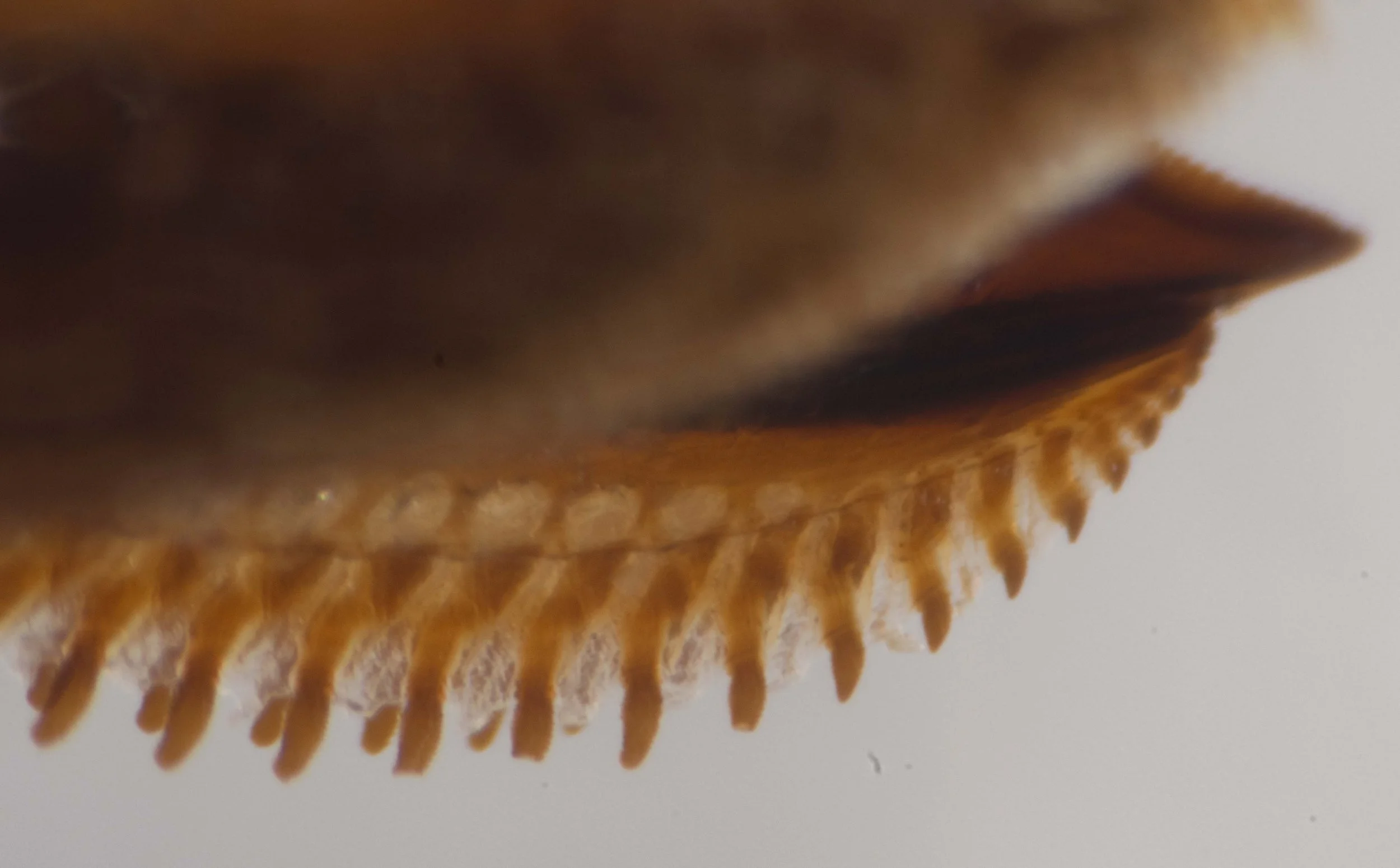  lateral view of saw, ventral side down - compare to photo in Morice (1919) 