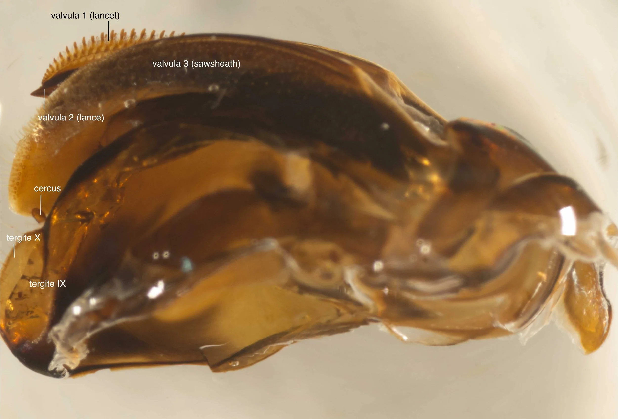  lateral view of genitalia - ventral side up - showing saw (lancet + lance) and sawsheath (valvula 3) 