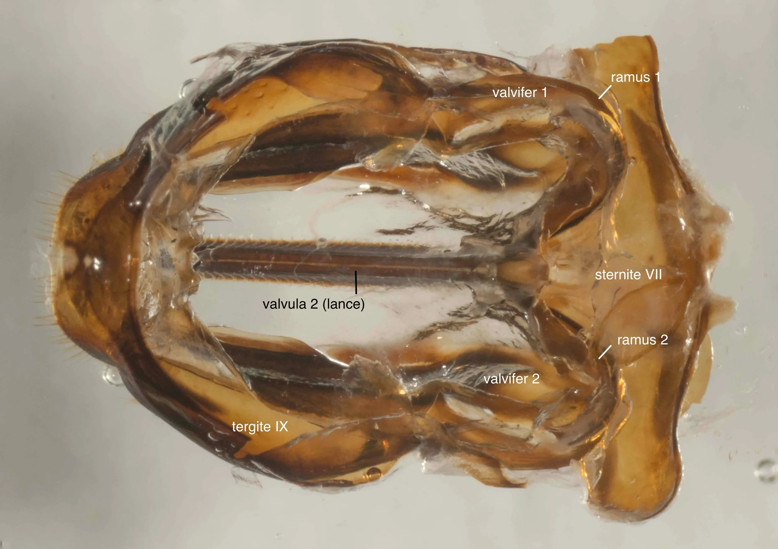  dorsal view of genitalia dissected from body, showing valvula 2 (lance) and parts of the cuticle (valvifer 1 &amp; 2, ramus 1 &amp; 2) to which muscles which move the saw attach 