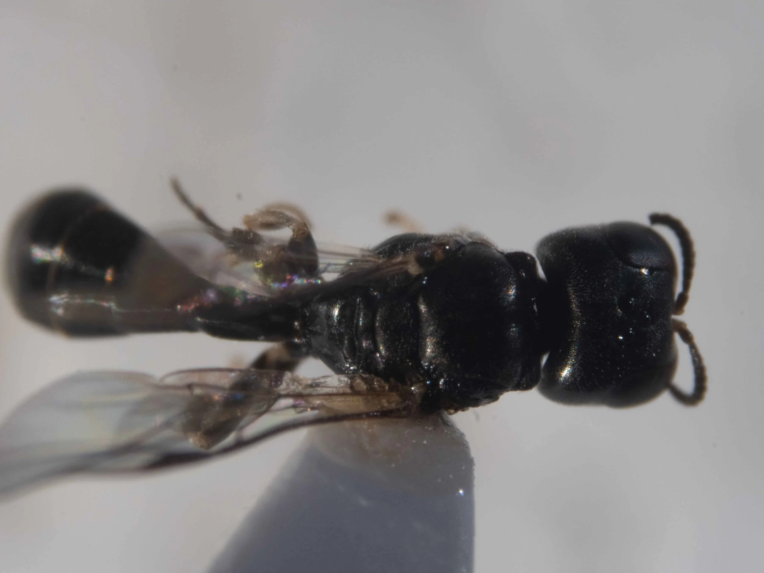  Head shape: quadrate Gaster: pedunculate   Note: pronotal corners prominent … may be helpful for species level identification  