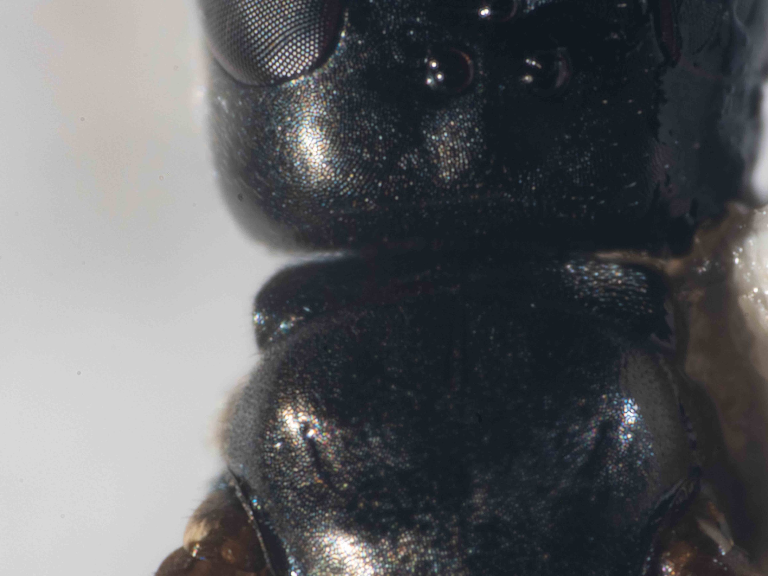   Note: pronotal corner shape … may be useful for species level identification  