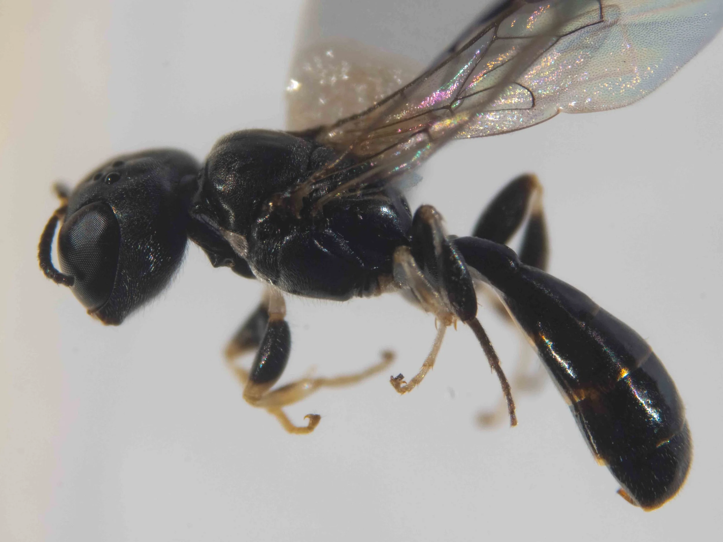  Gaster: pedunculate (first segment weakly nodose when viewed laterally); clavate (widest at T4) 