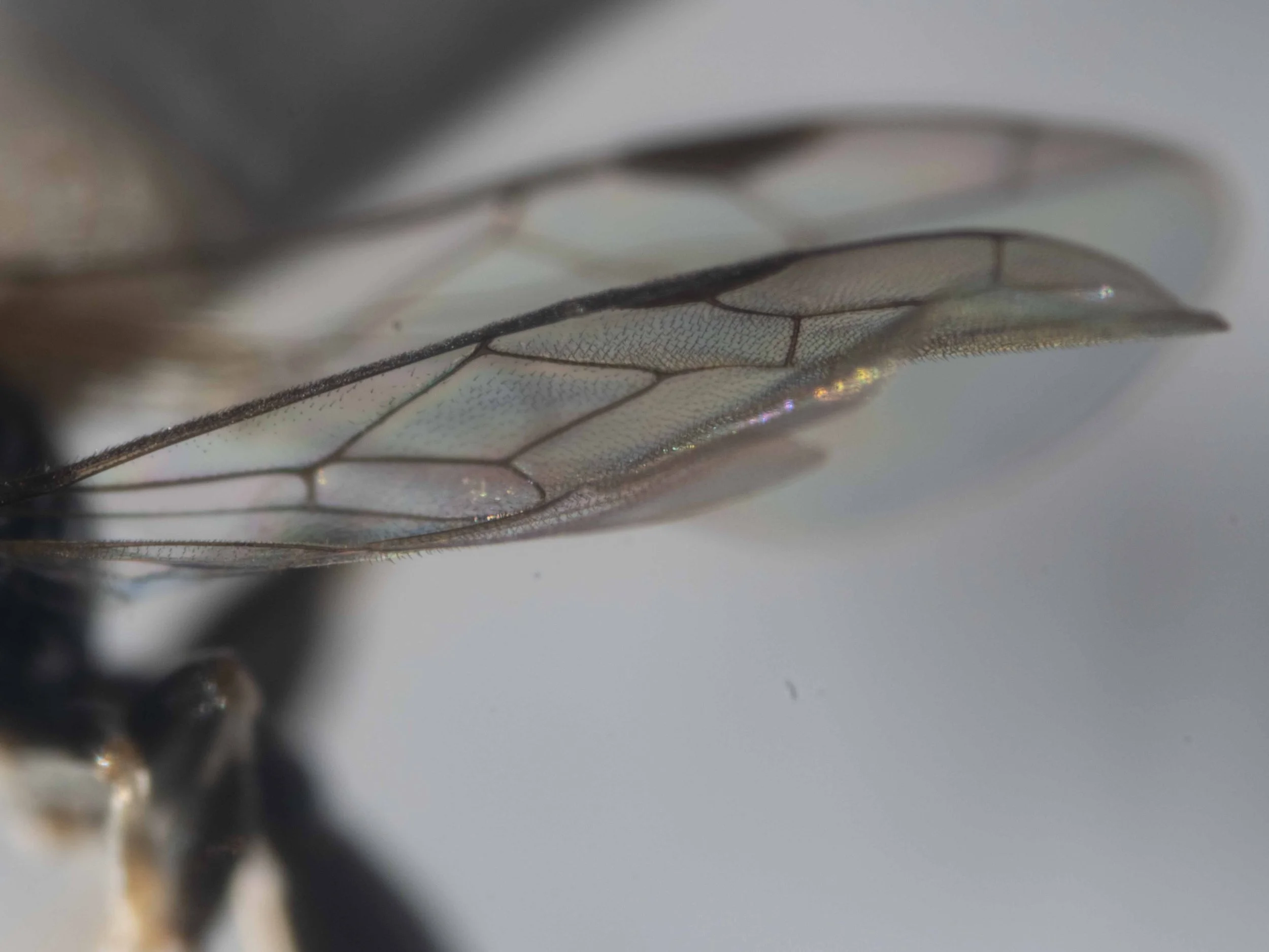  Forewing venation: single submarginal cell; recurrent vein meets submarginal cell beyond middle (ratio of basal to apical segments ~3:2) 