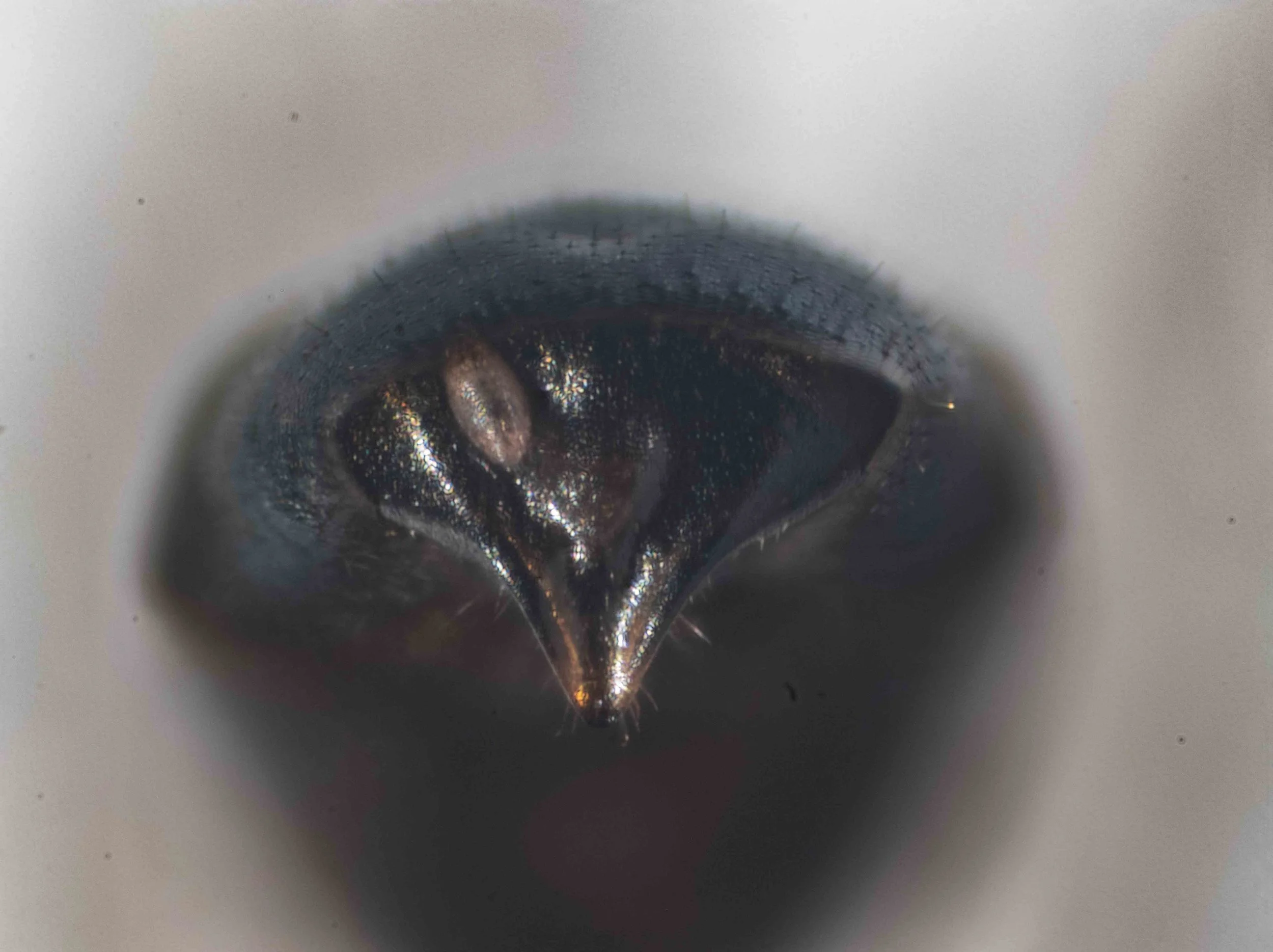  Pygidial plate: impunctate   Note: the pale structure is probably a parasite (stylops?)  