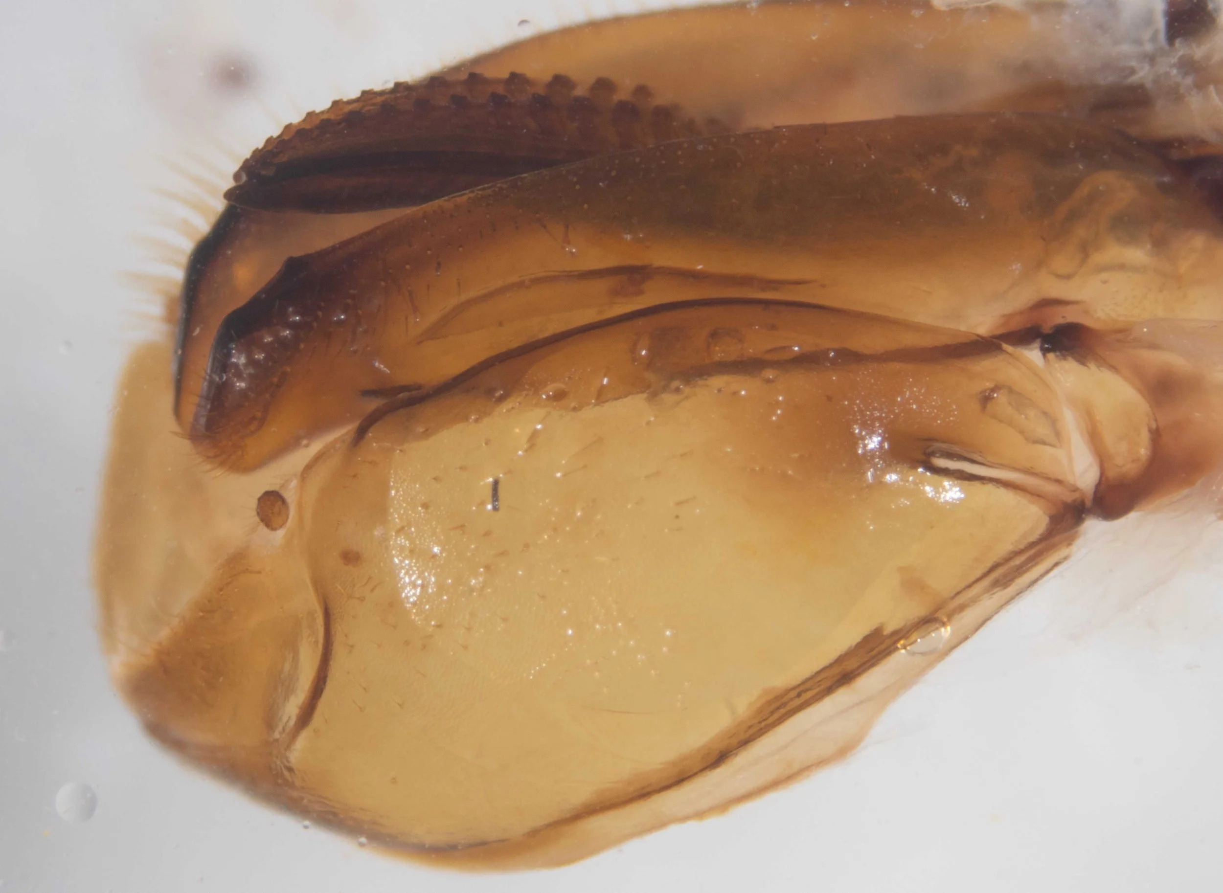  lateral view of genitalia, dissected from body, ventral side up - showing saw partly extended from sawsheath 