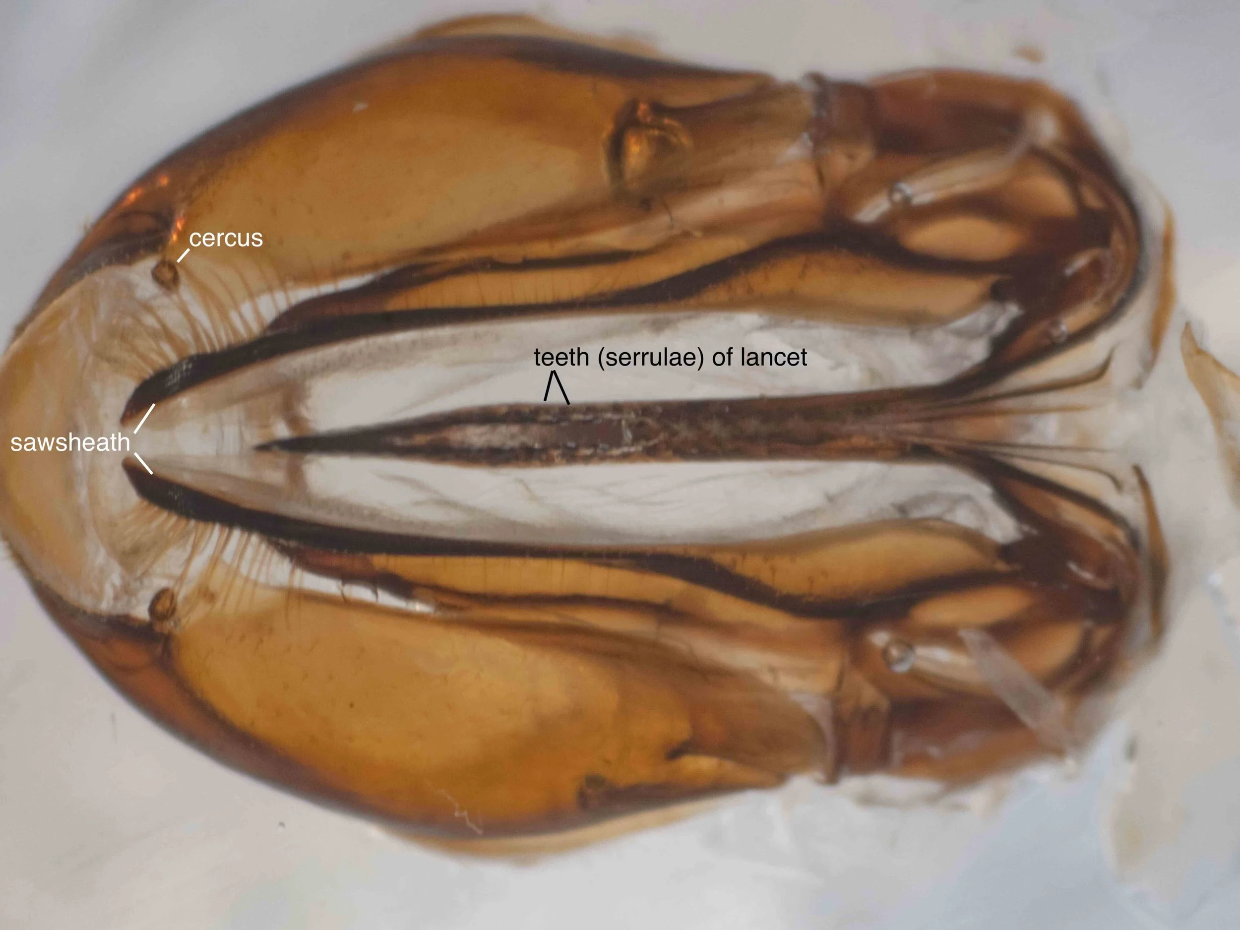  ventral view of genitalia dissected from body, showing lancet of saw and sawsheath 