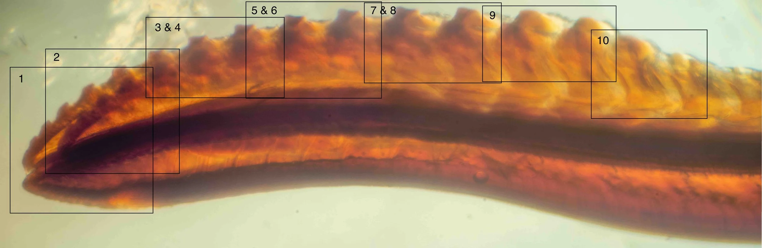  Saw removed from sawsheath - ventral side up. Following images 1-10 show the changing shape of the teeth (serrulae) along the length of both lancets. Compare to the photo below from Morice (1919) Pl. 15 of saws in various Perginae species.  