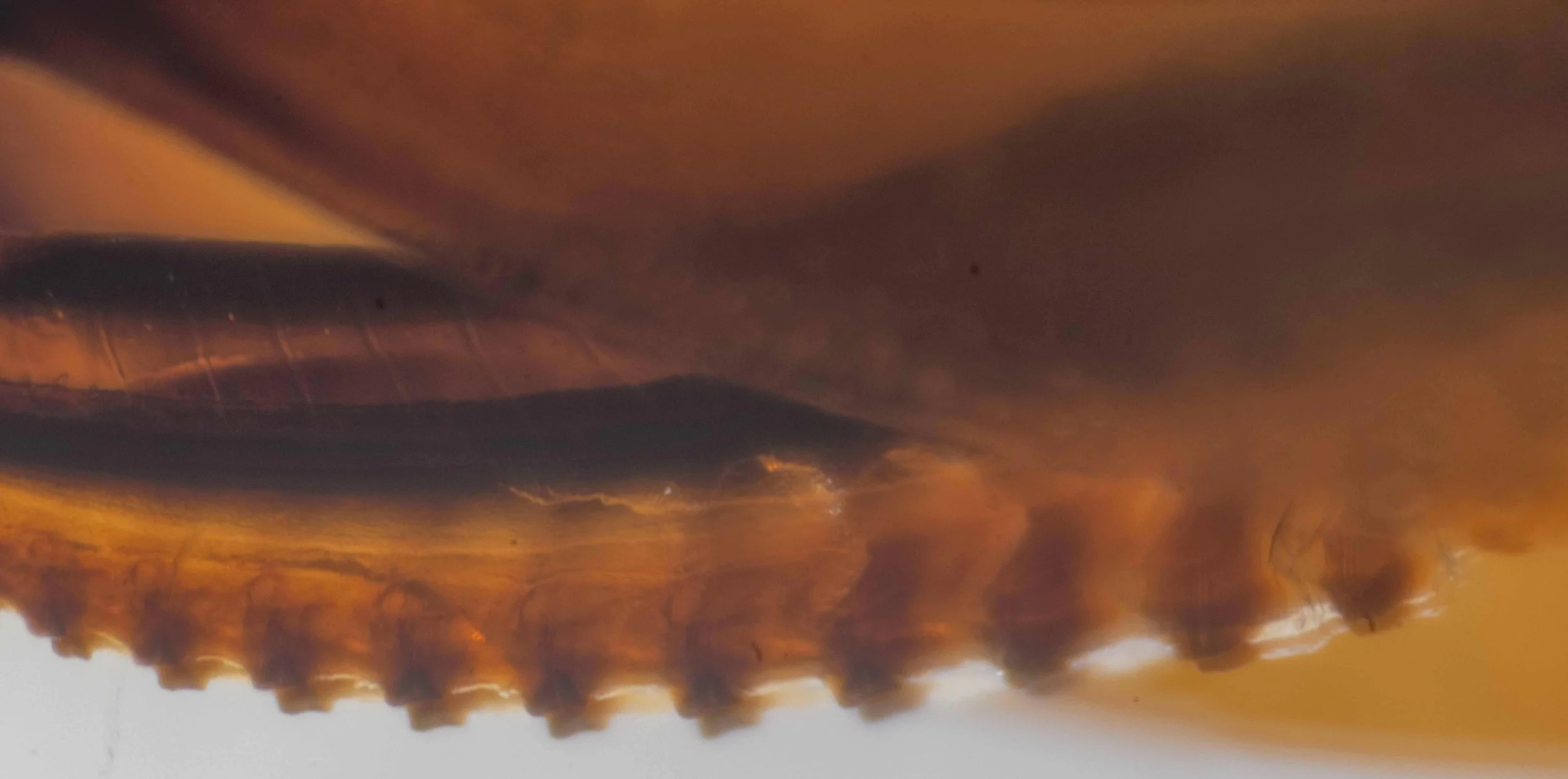  closer view of saw, showing teeth (serrulae) on the lancets on each side of the lance 