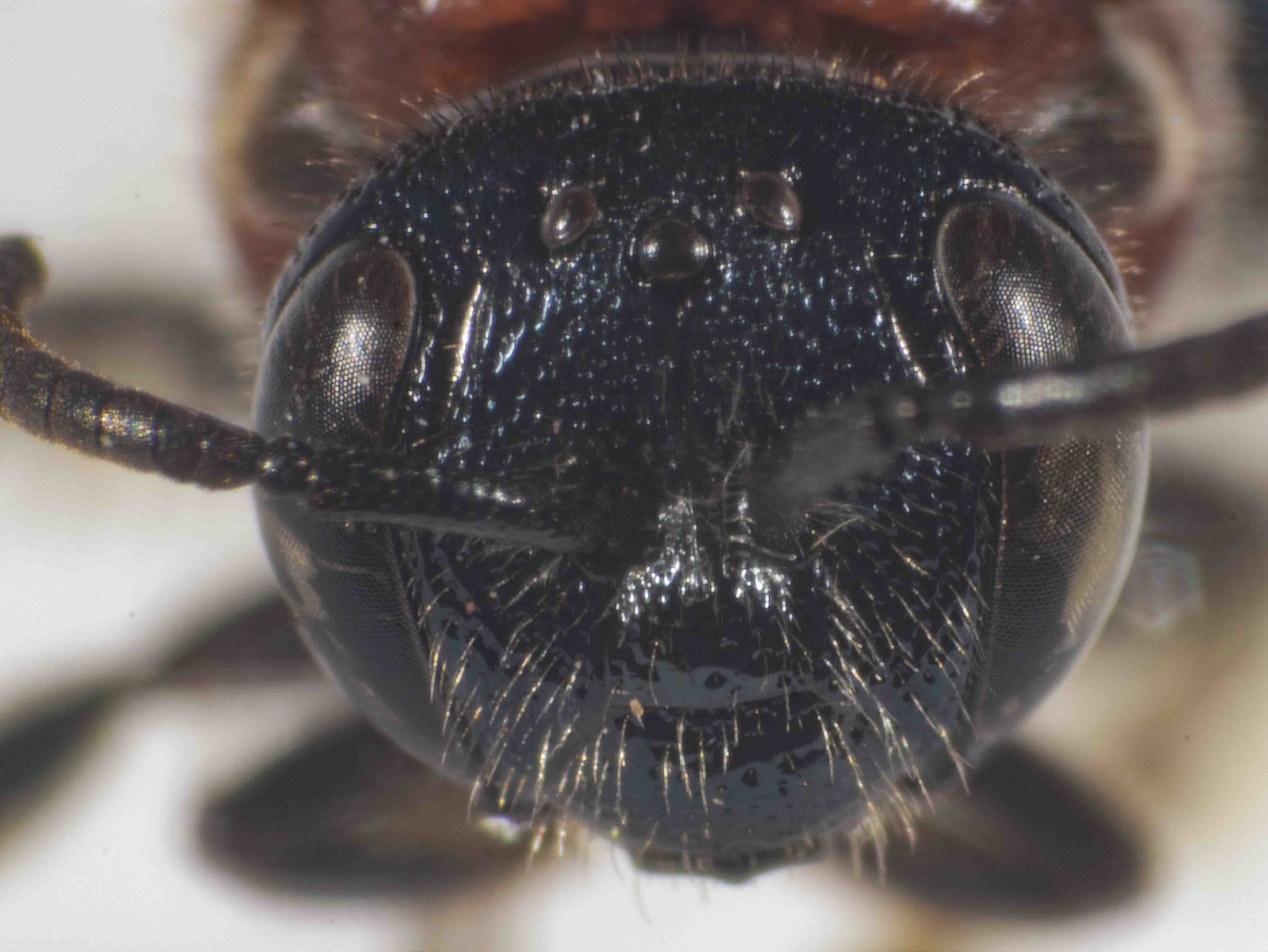  Facial fovea: linear 