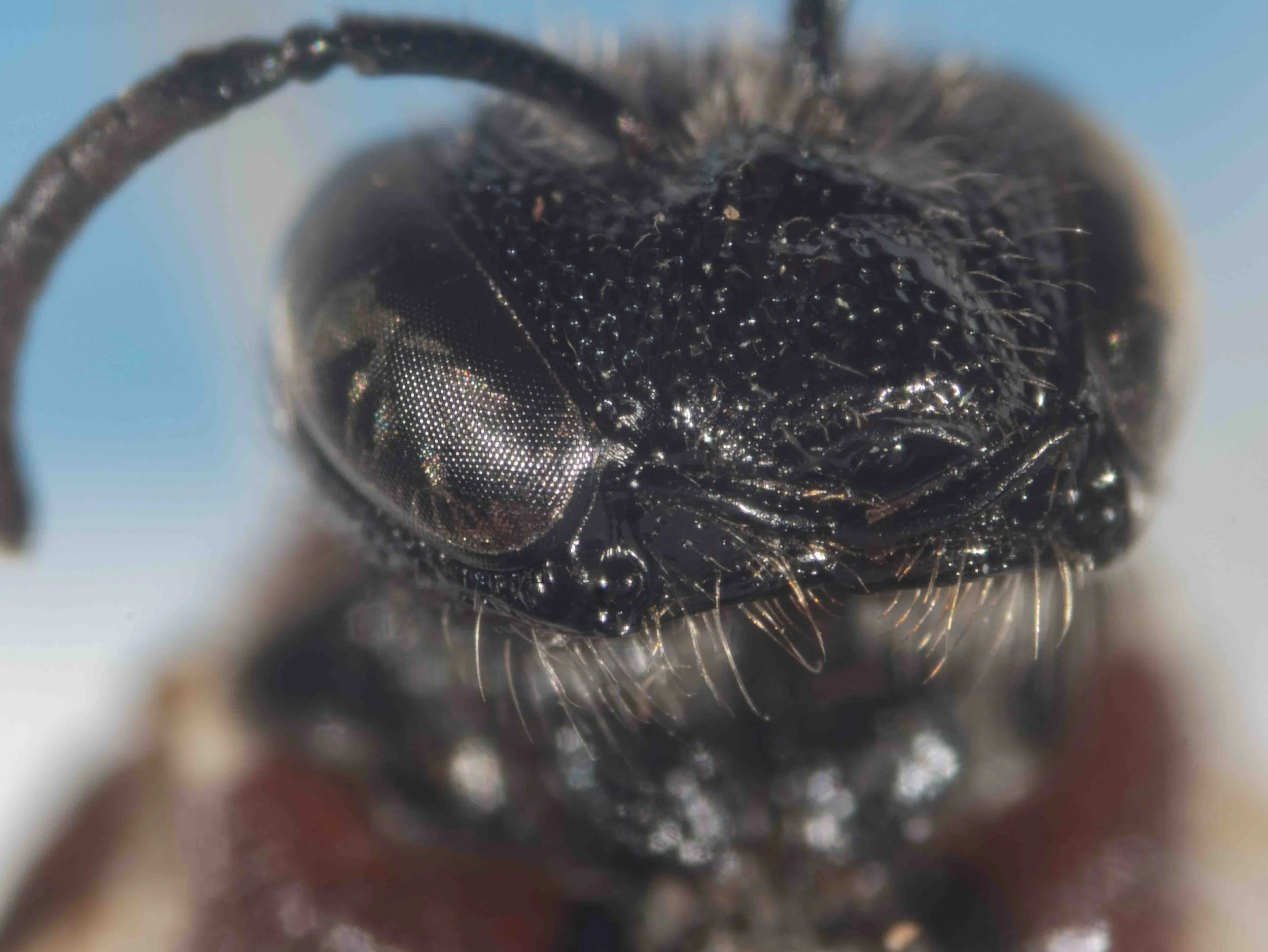  Mandibles broad, multidentate 