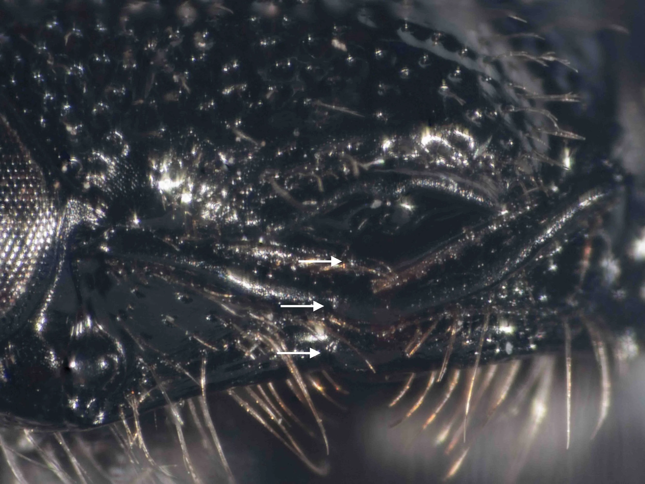  Mandibles tridentate (arrows) 