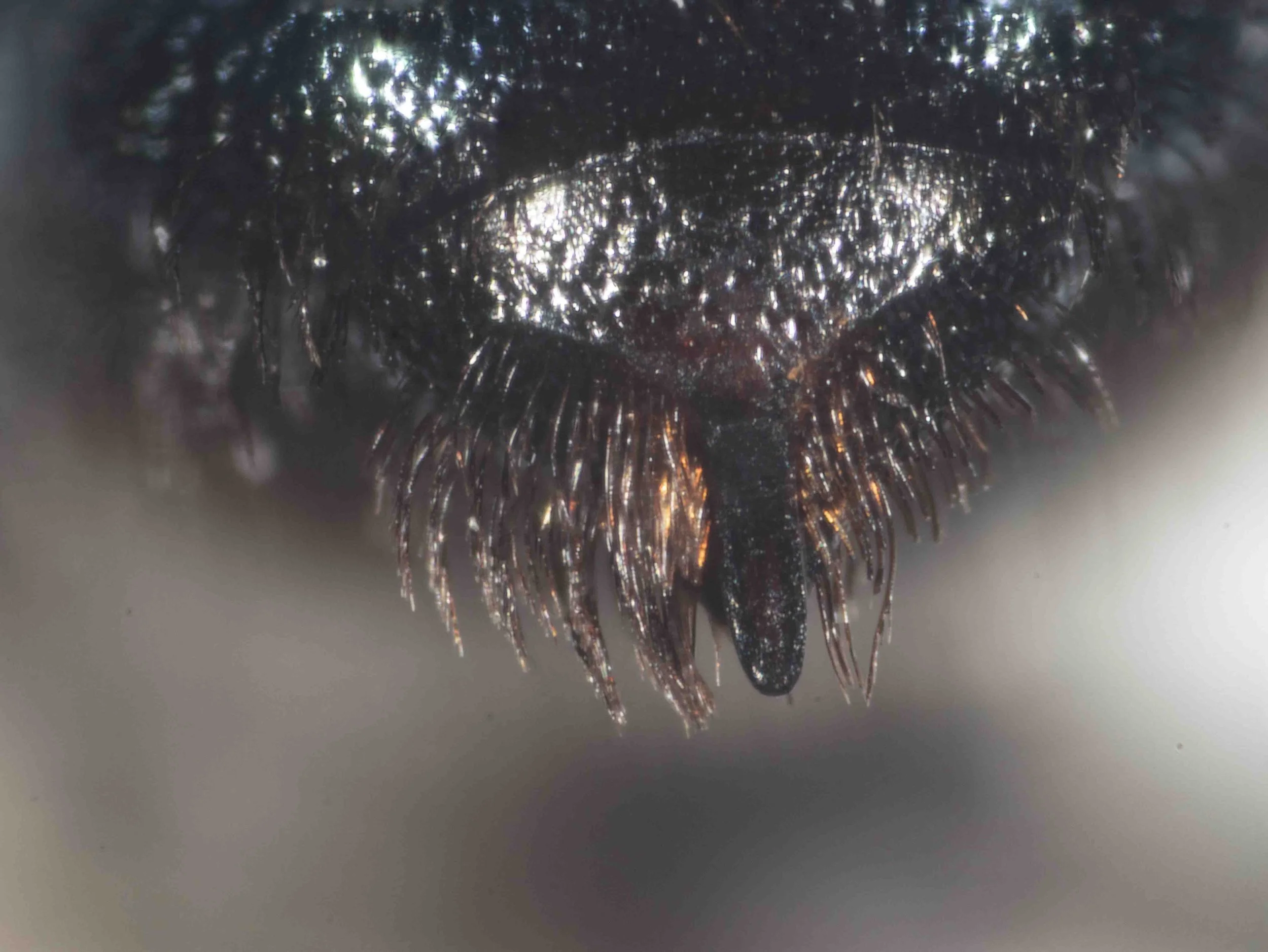  Pygidial plate: slender, parallel-sided. 