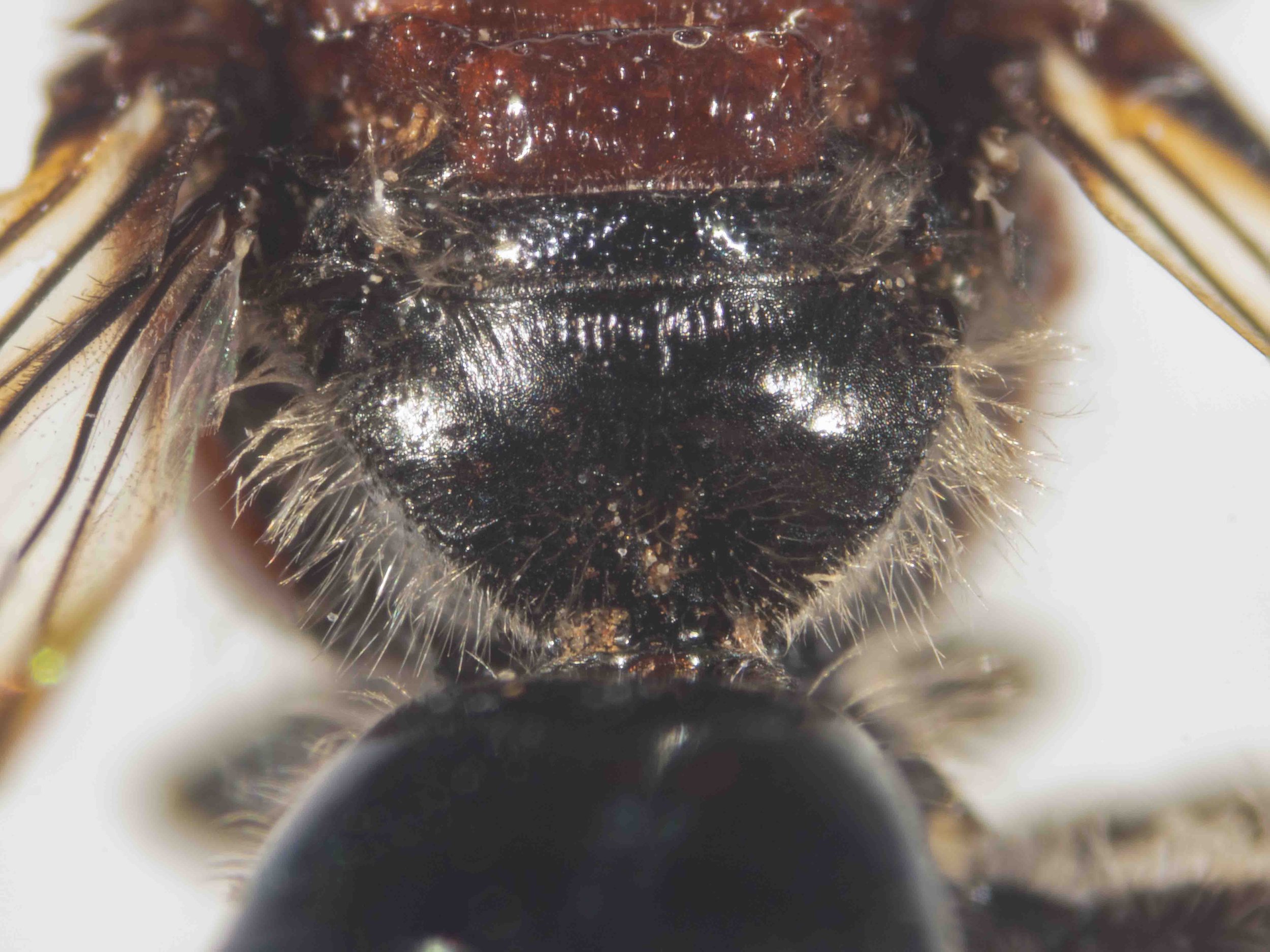  Propodeum enclosure not delineated laterally, except by shallow sulci. Remainder of dorsal propodeum gently rounded, dropping off abruptly at sides. 