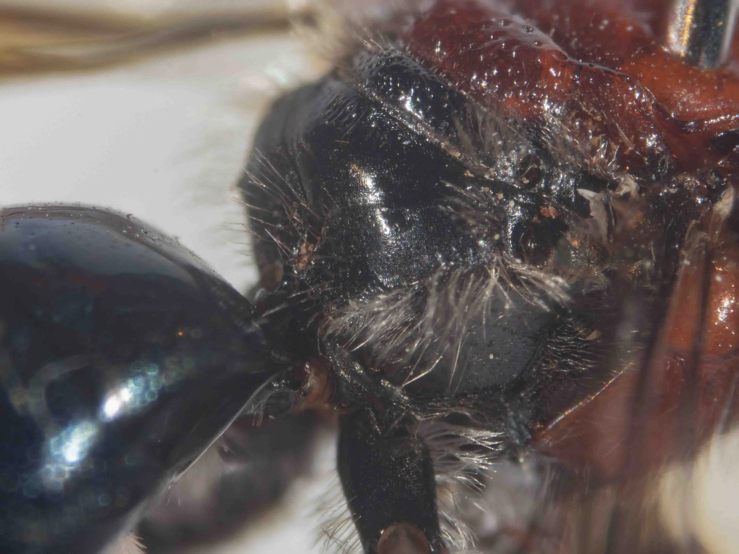  Propodeum enclosure not delineated laterally, except by shallow sulci. Remainder of dorsal propodeum gently rounded, dropping off abruptly at sides. The interface between dorsal and lateral surfaces might be considered a carina, or at least a ridge.