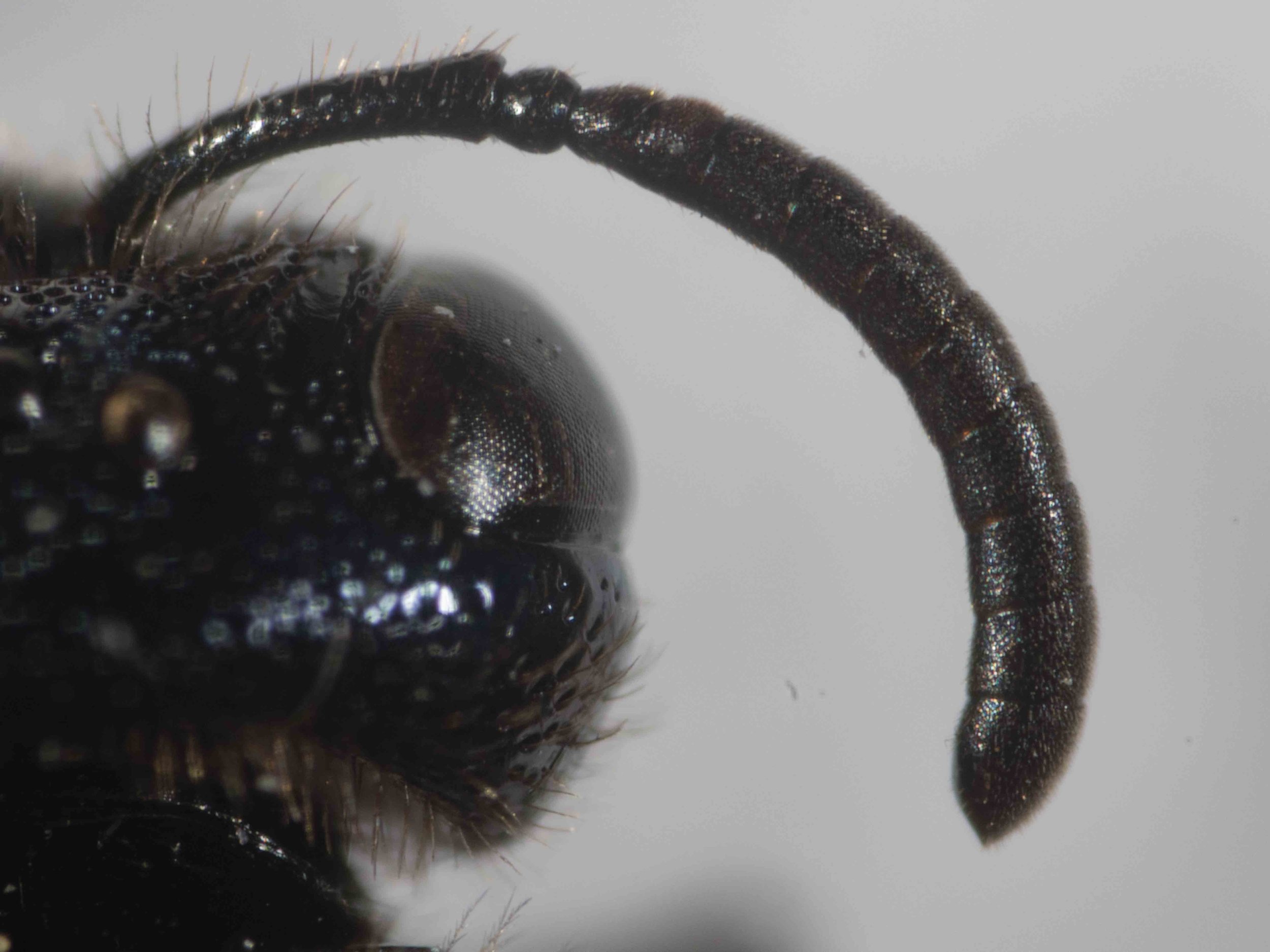  Female (note 10 flagellomeres) 