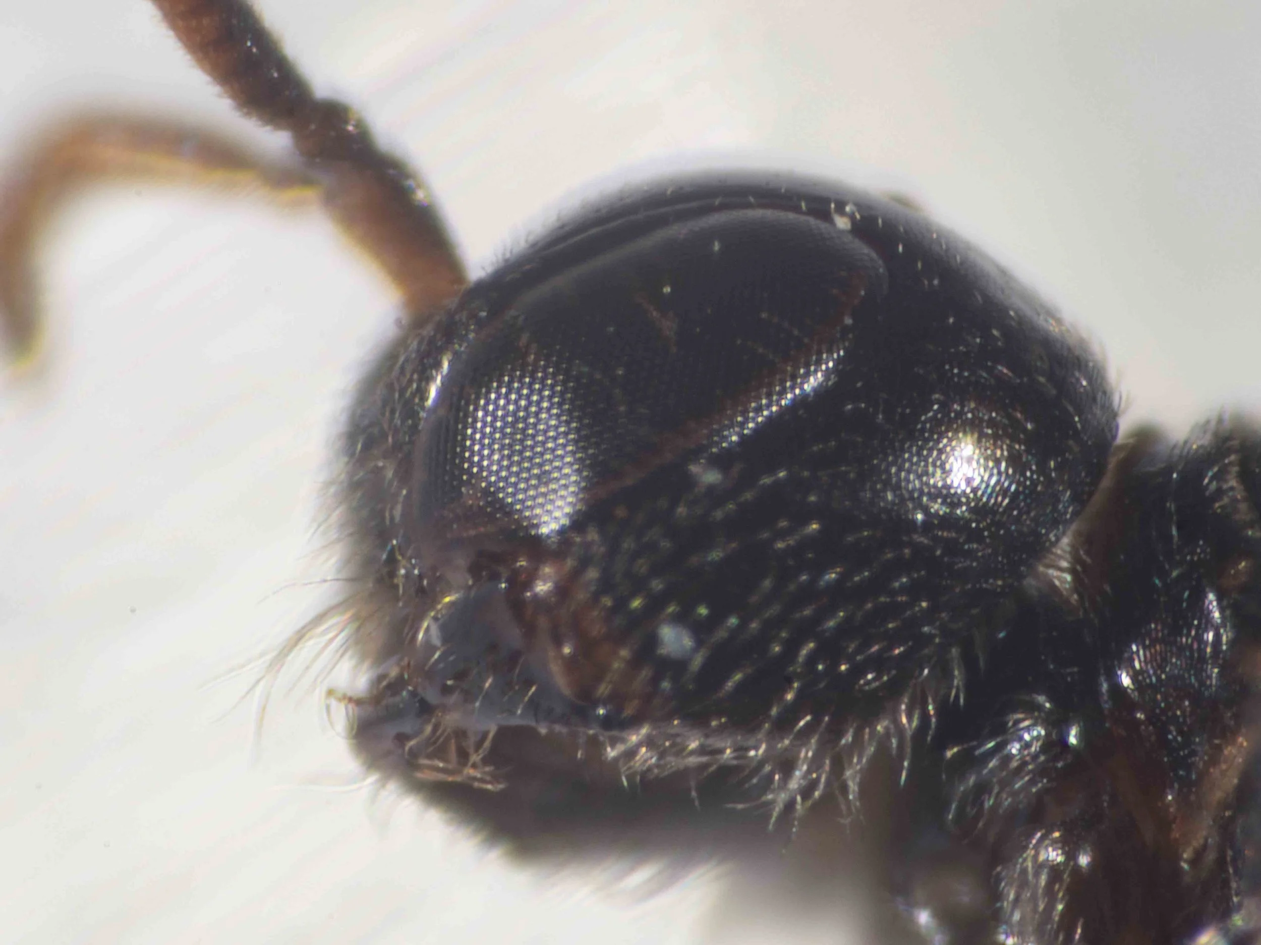  Clypeus: appears recessed, relative to supraclypeal region (not forming continuous arc) 