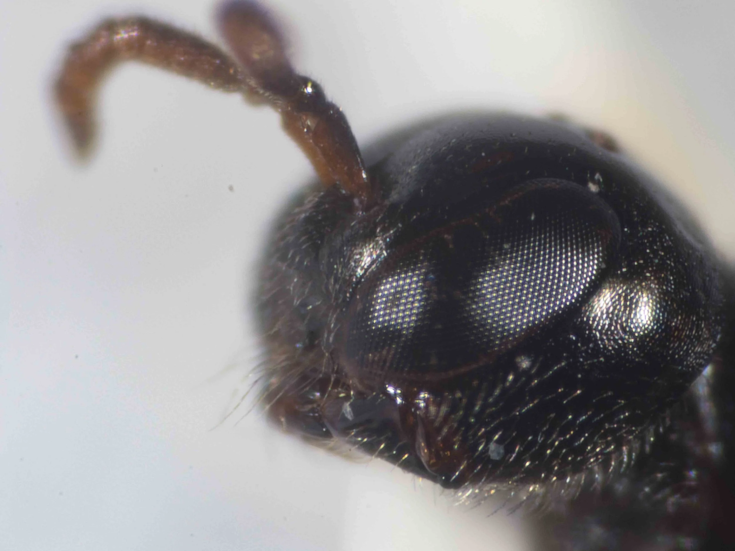  Clypeus: appears recessed, relative to supraclypeal region (not forming continuous arc) 