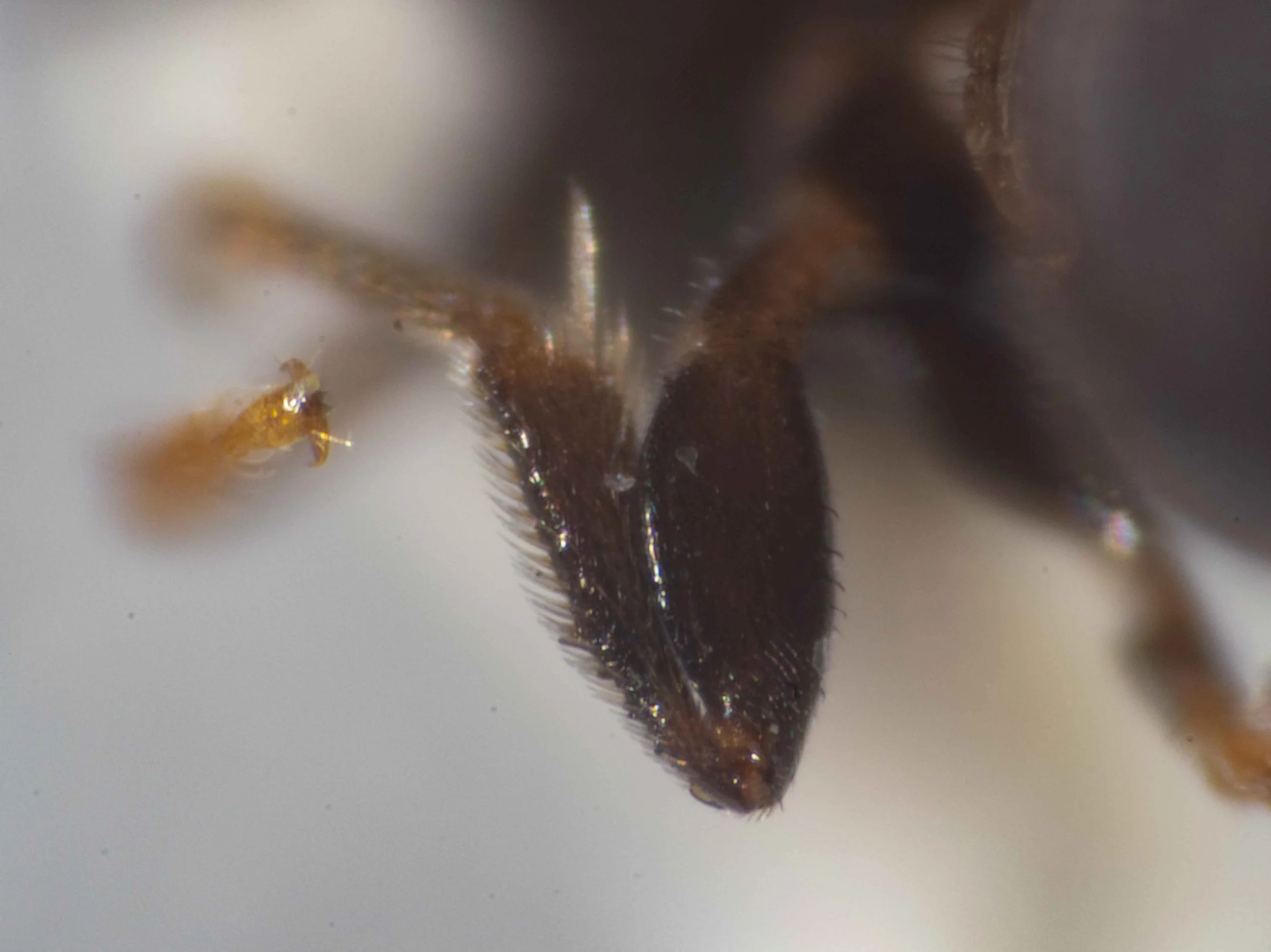  Hind femur and tibia (viewed anteriorly): basitibial plate edged by small tubercles 