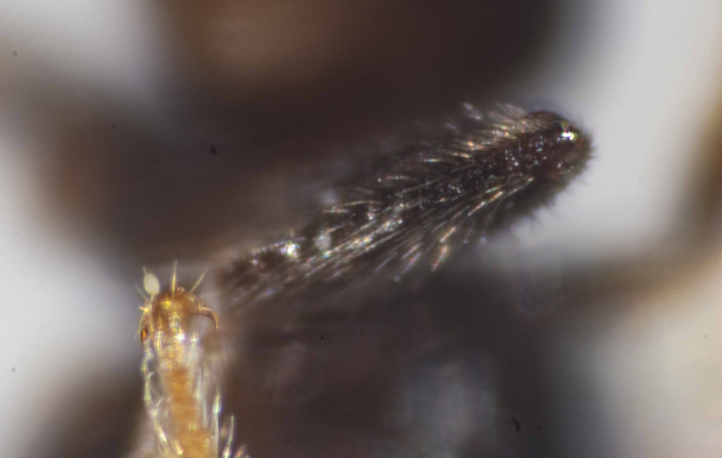  Hind tibia (viewed dorsally): basitabial plate not clearly defined 